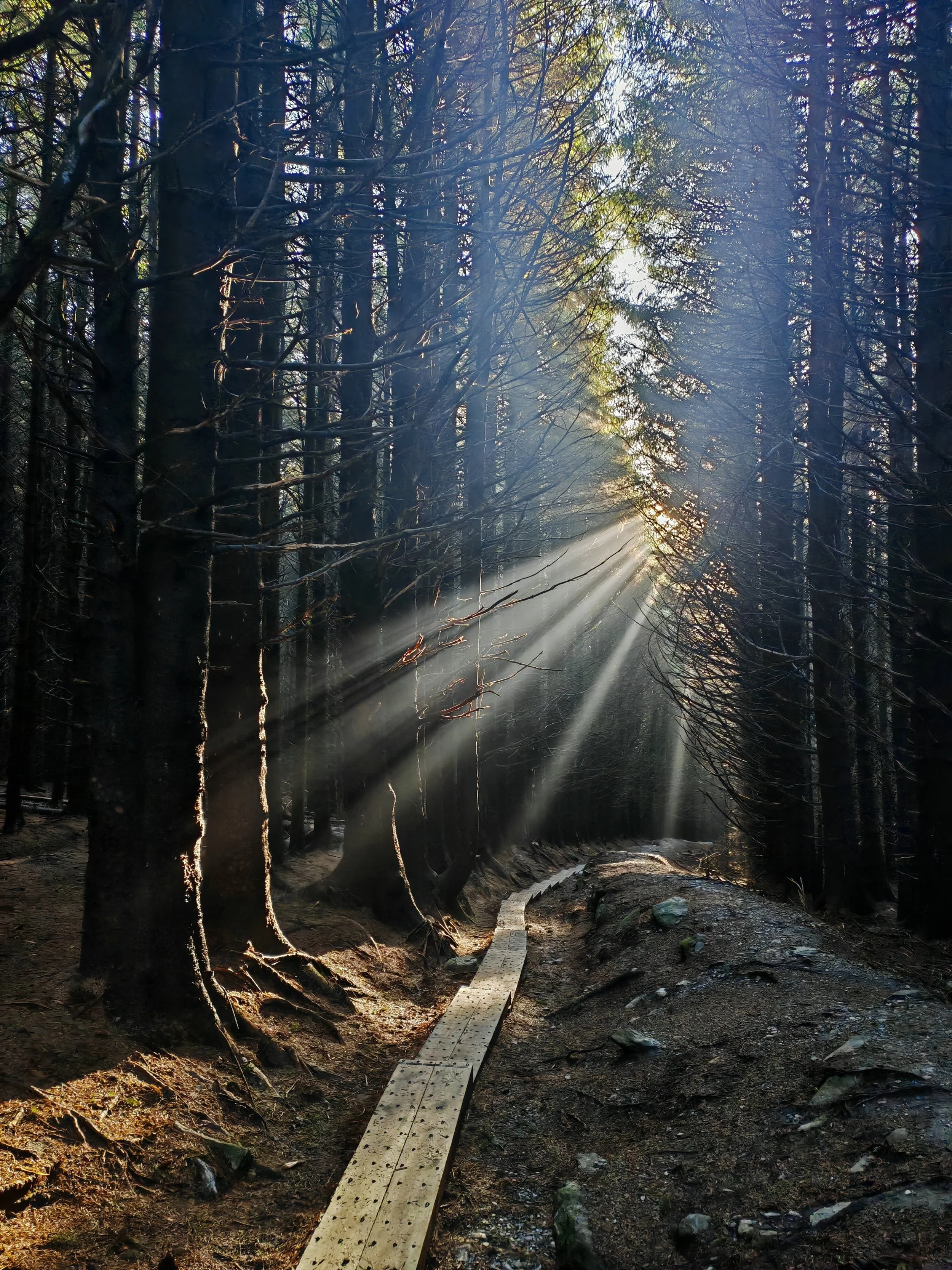 Sunlight filters through the trees in a dense forest. A narrow wooden boardwalk trail curves along the forest floor, which is covered in rocks and dirt. The scene exudes a peaceful, natural atmosphere with trees on either side and the light creating 
