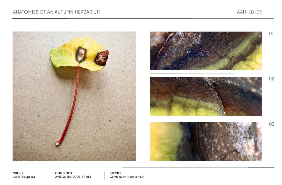 Autumn herbarium specimen of common ivy (Hedera helix) with a yellow leaf, dark berries, and red stem, shown with three macro detail images.
