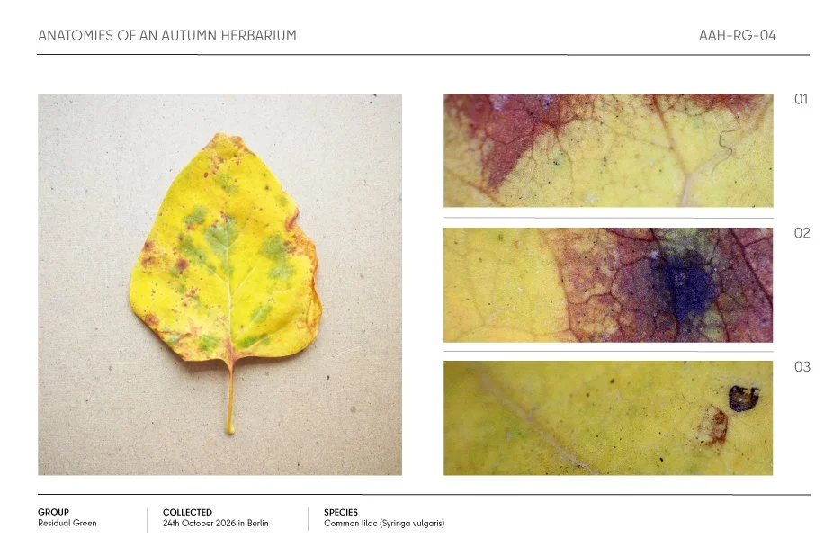Autumn herbarium specimen of a yellowing common lilac leaf with green and reddish-brown mottling, shown with three close-up detail photos.