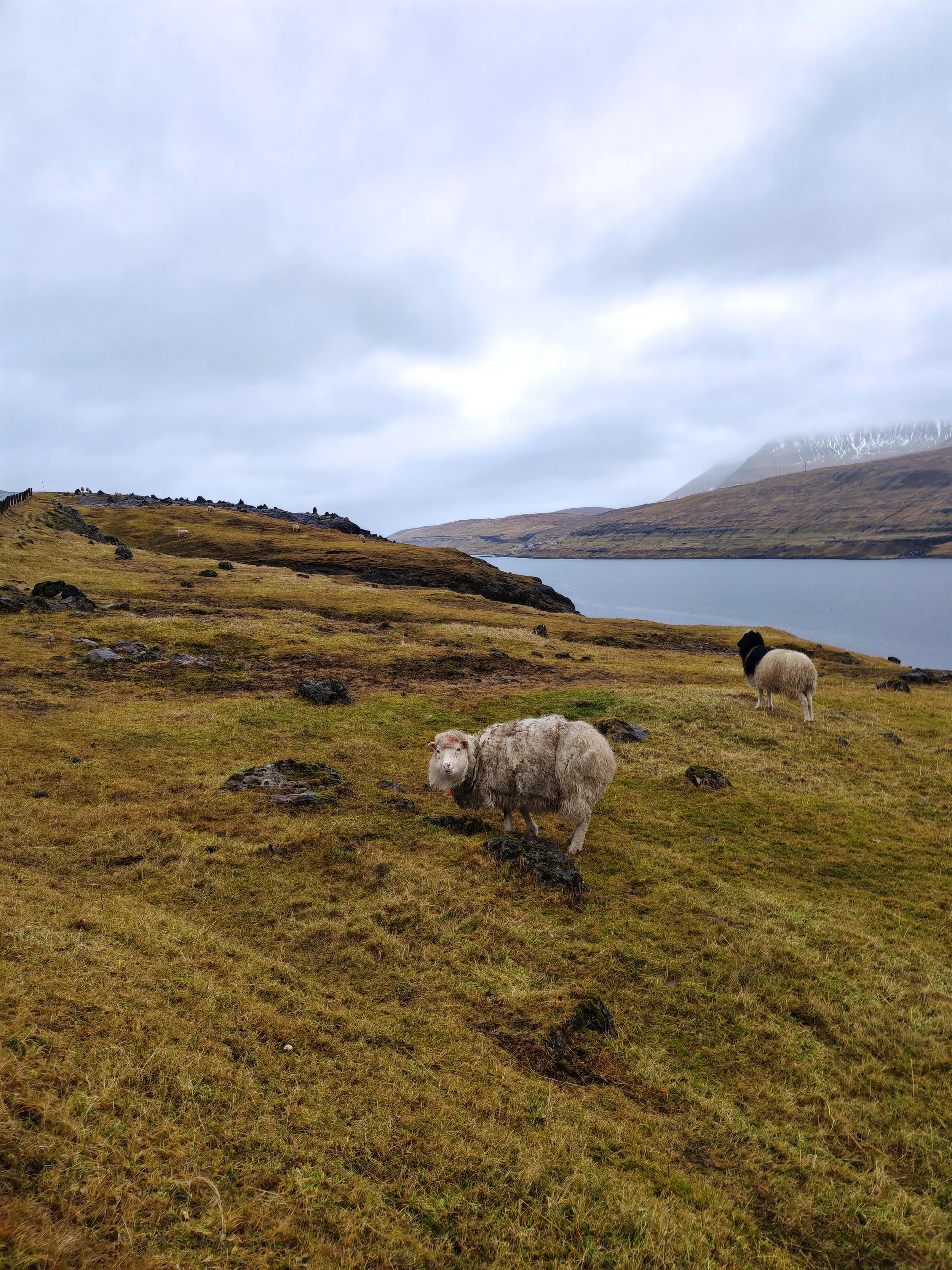 A pastoral landscape with two sheep grazing on a grassy hillside near a body of water, with mountains and clouds in the background.