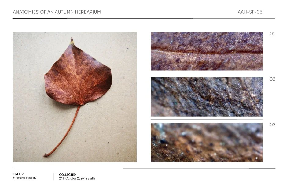 Pressed red-brown autumn leaf with stem, shown alongside three macro texture detail images in a herbarium layout.