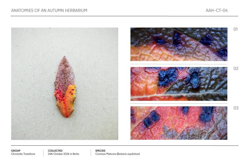 Autumn herbarium specimen of a colorful Mahonia (Berberis aquifolium) leaf with red, orange, purple, and blue chromatic transitions, shown with three close-up texture views.