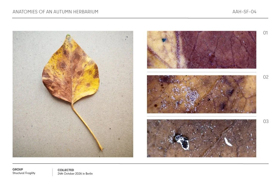Autumn herbarium sheet showing a dried yellow-brown leaf with stem and three labeled close-up details of its textured, discolored surface.