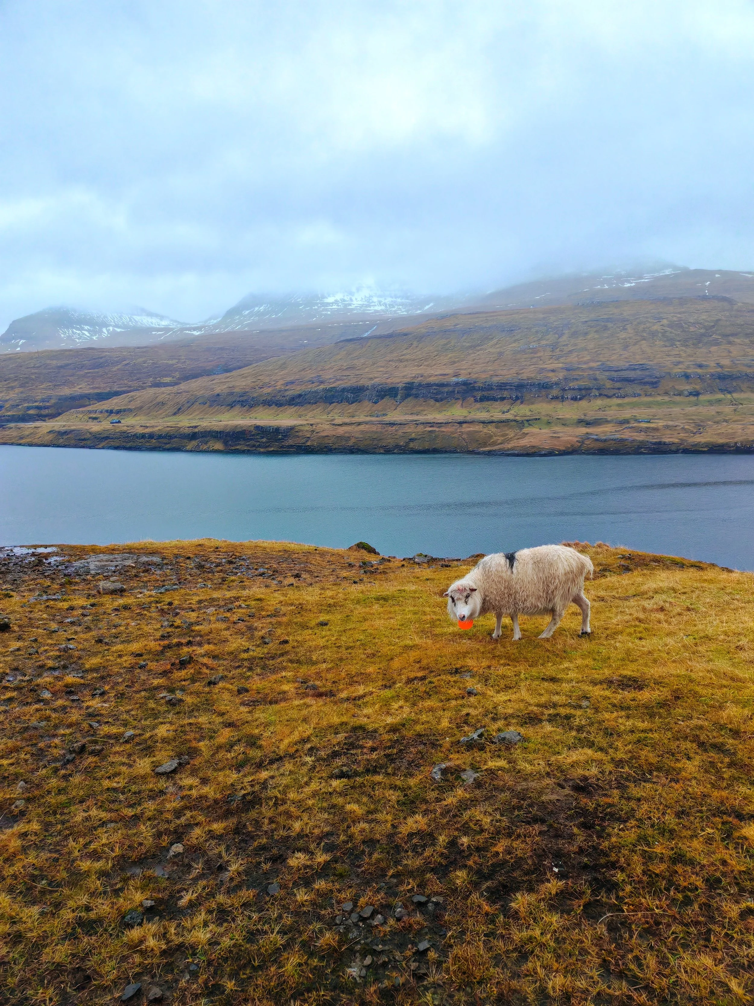 A sheep standing on a grassy field near a body of water, with mountains and cloudy sky in the background.