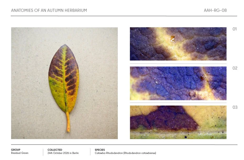Autumn herbarium page featuring a yellow and purple Catawba rhododendron leaf with three magnified texture details.