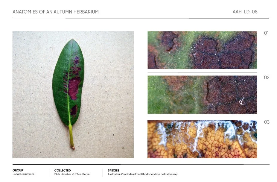 Annotated autumn herbarium sheet showing a Catawba rhododendron leaf with purple lesions and three magnified close-ups.