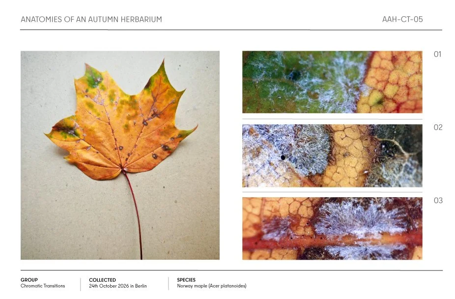 Autumn Norway maple leaf herbarium specimen with orange-yellow foliage and close-up views of gray-blue mold growth