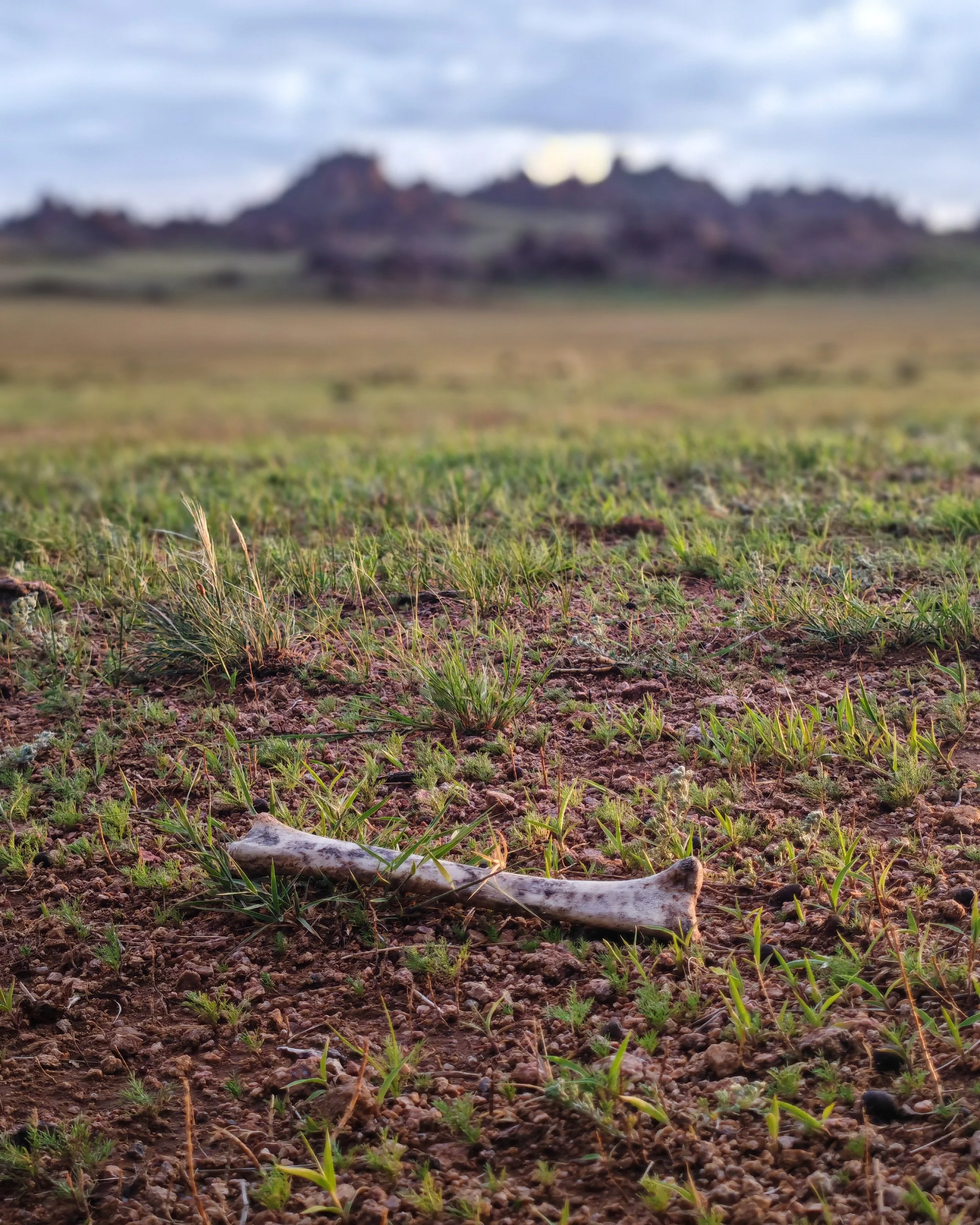 Desert landscape with small green plants growing in the dirt foreground and rocky hills or mesas in the background under cloudy sky.