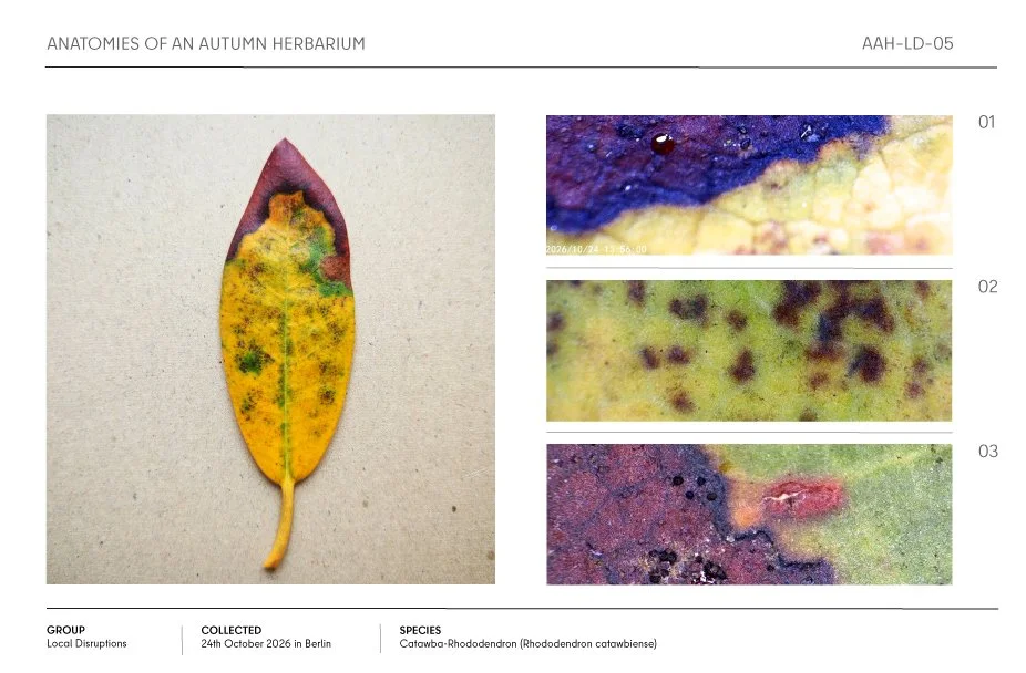 Autumn herbarium plate featuring a yellow-speckled Catawba rhododendron leaf with three magnified color and texture details.