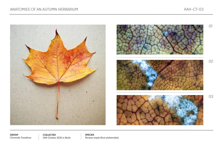 Autumn Norway maple leaf herbarium specimen with three microscope close-ups showing its changing cellular texture