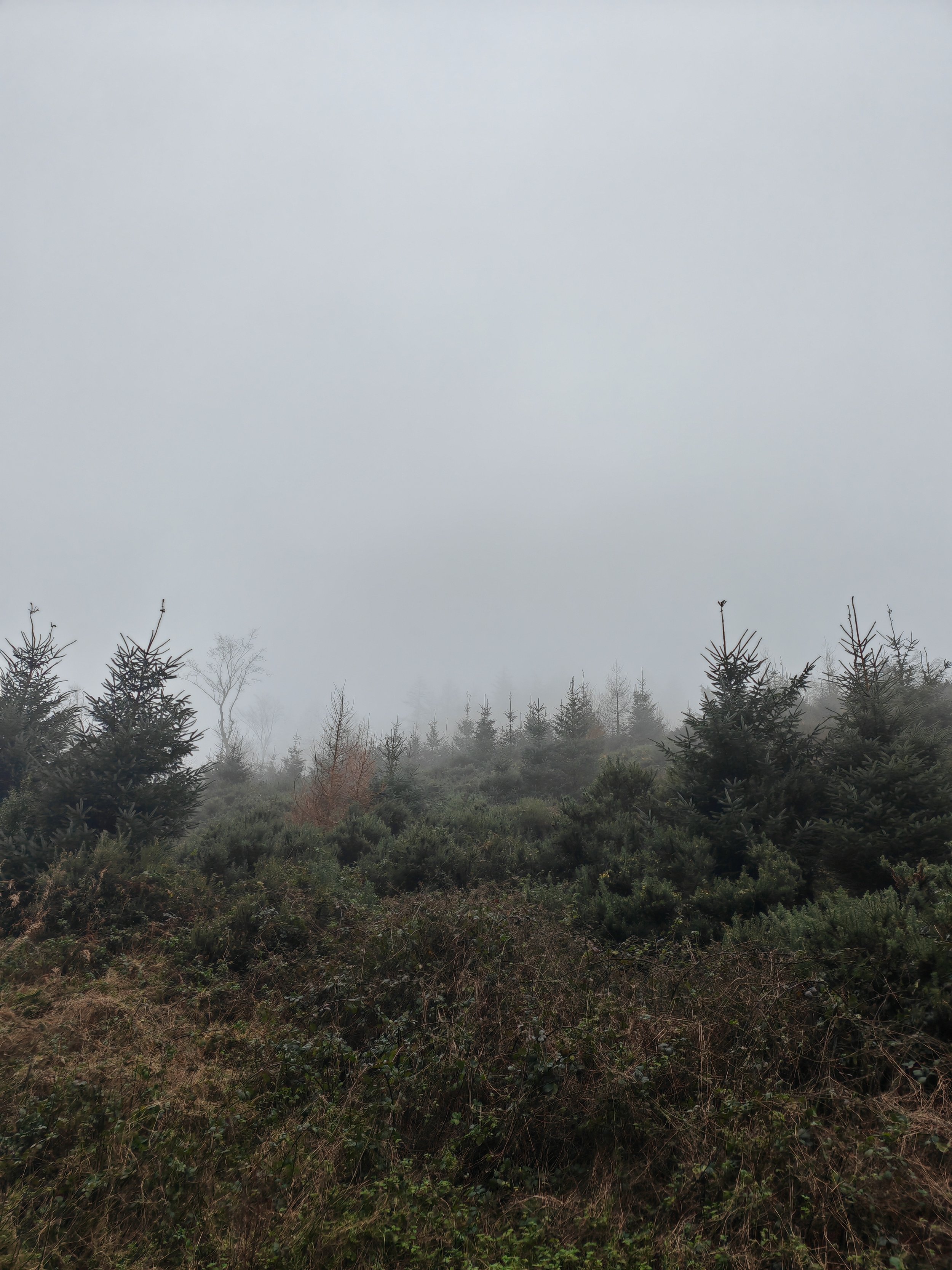 A foggy landscape of a forest with evergreen trees and sparse leafless trees in the background, under a gray, overcast sky.
