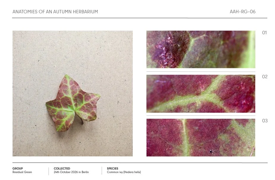 Autumn common ivy leaf with green veins and burgundy-red foliage, shown with three close-up texture details in a herbarium specimen layout.