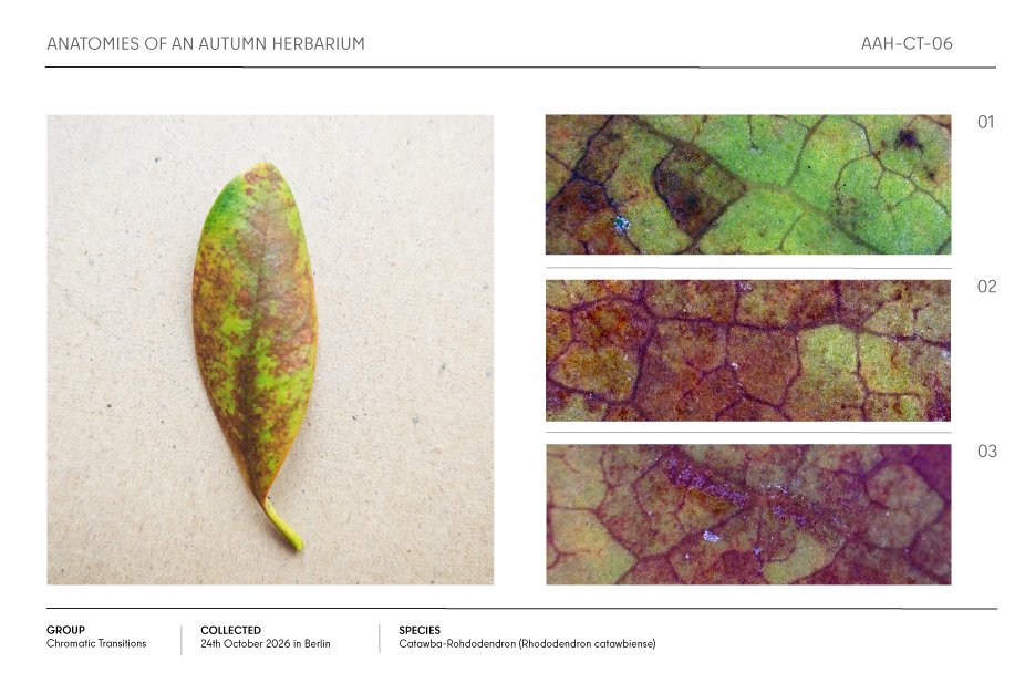 Autumn Catawba rhododendron leaf shown with three close-up views of its colorful vein and tissue patterns.