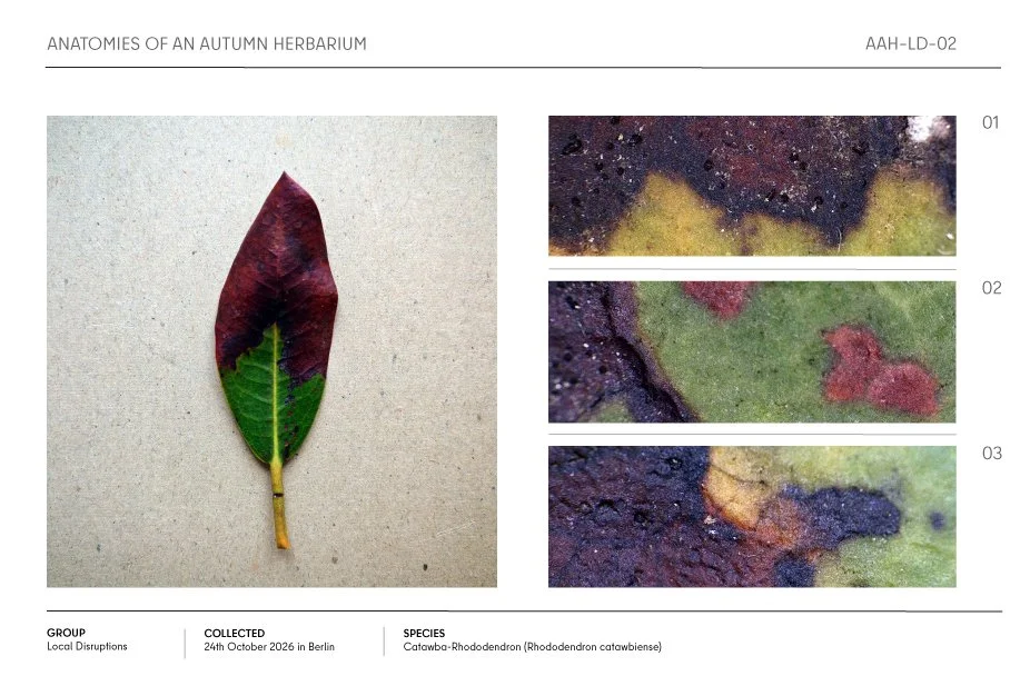 Autumn herbarium specimen: a Catawba rhododendron leaf with green, burgundy, and purple discoloration, shown alongside three close-up texture details.