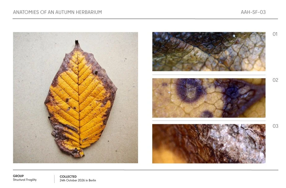 Autumn herbarium specimen showing a yellow and purple dried leaf with three magnified texture details.