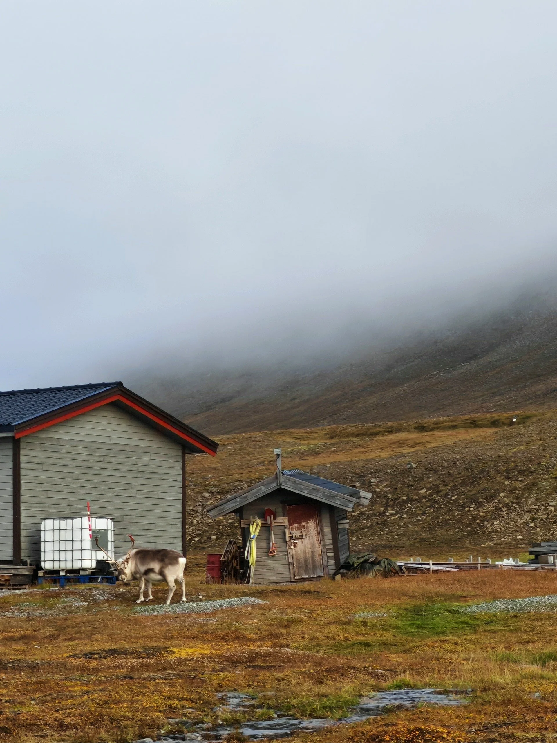 A rural scene featuring a house and a smaller shed in the foreground, a goat standing near the shed, rolling hills with sparse vegetation, and a foggy sky.