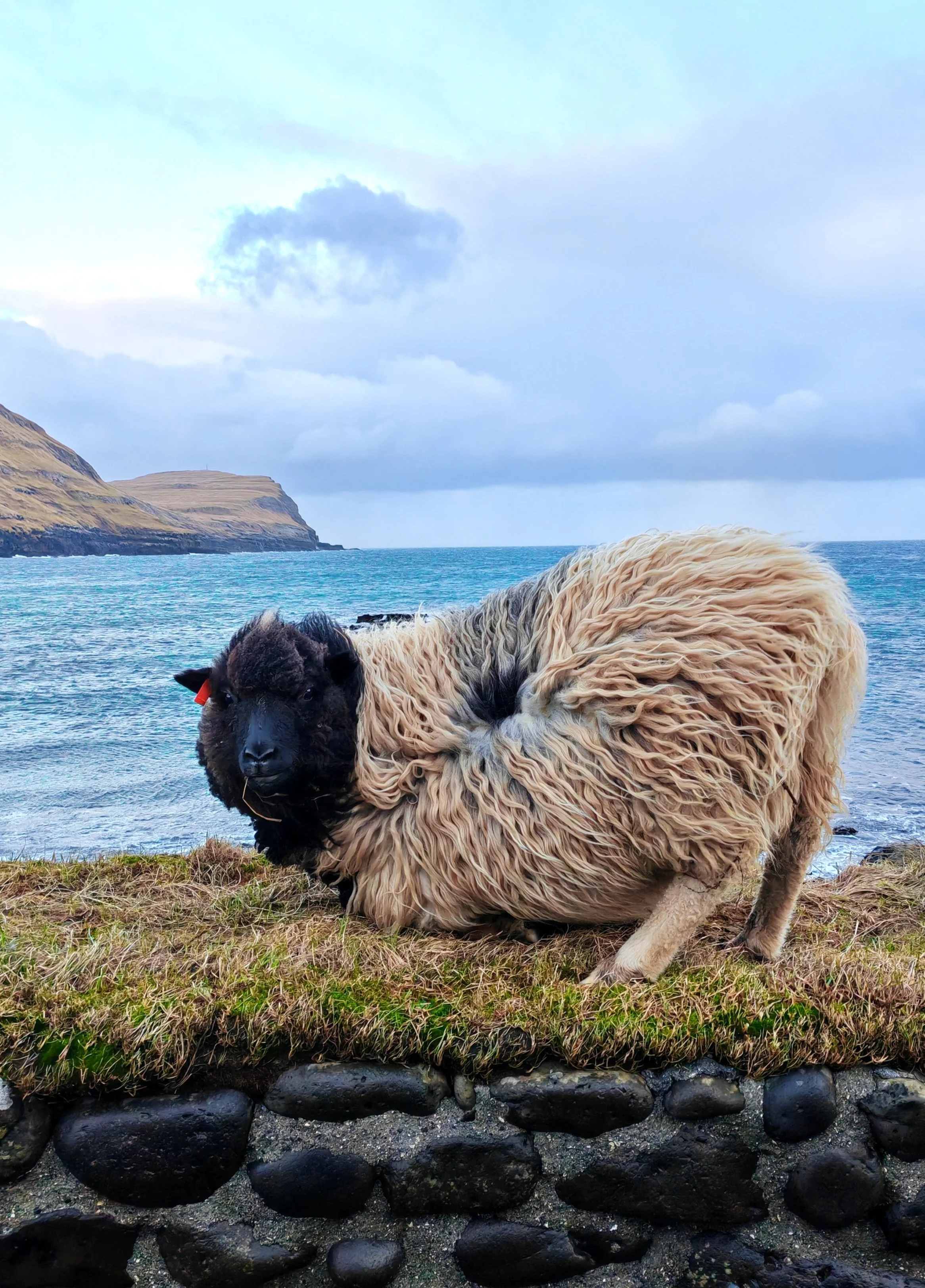 A sheep with a black face and tan wool lying on grassy ground near a rocky shore, with the ocean and a cliff in the background under cloudy sky.