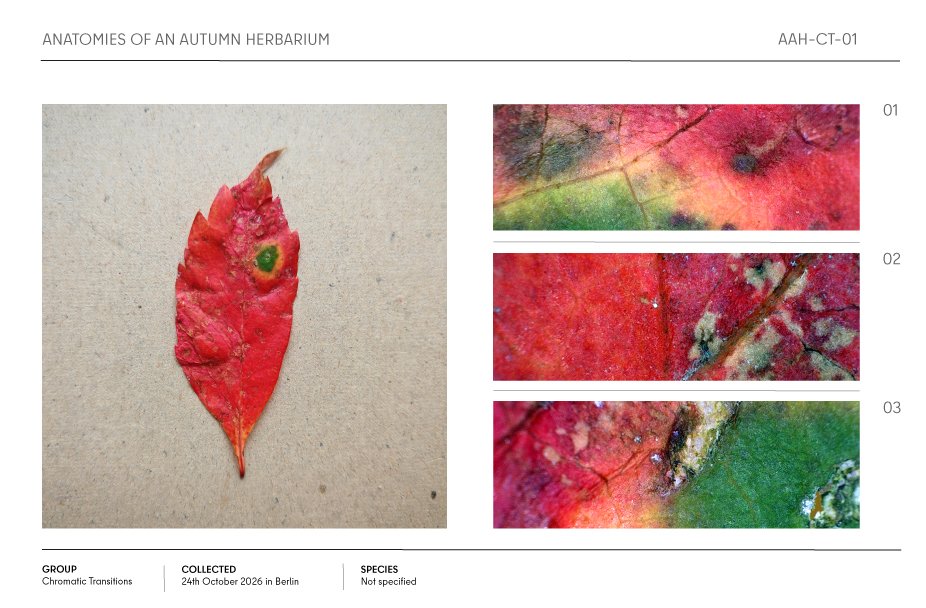 Red autumn leaf specimen with a green spot, shown alongside three colorful magnified detail views in an herbarium layout.