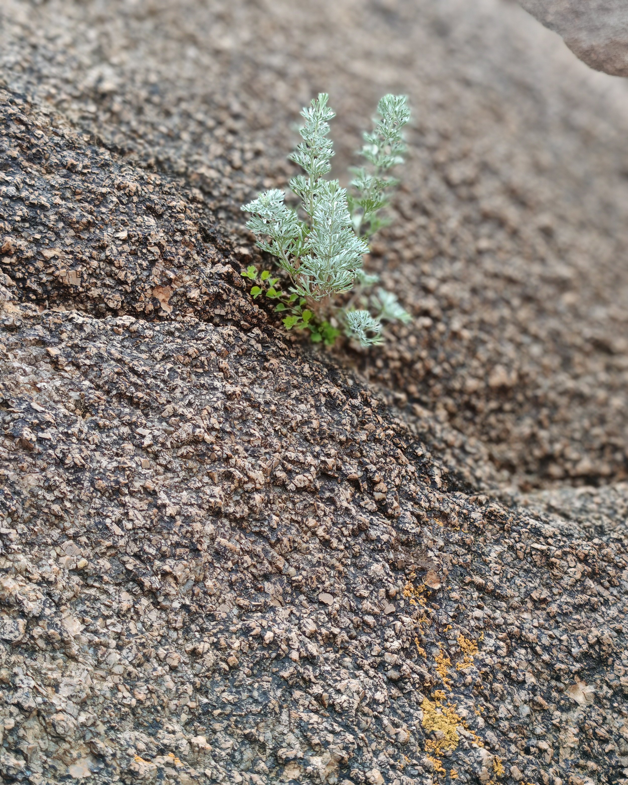 Small silvery-green plant growing between the cracks of a rough, textured, brownish-gray rocky surface.