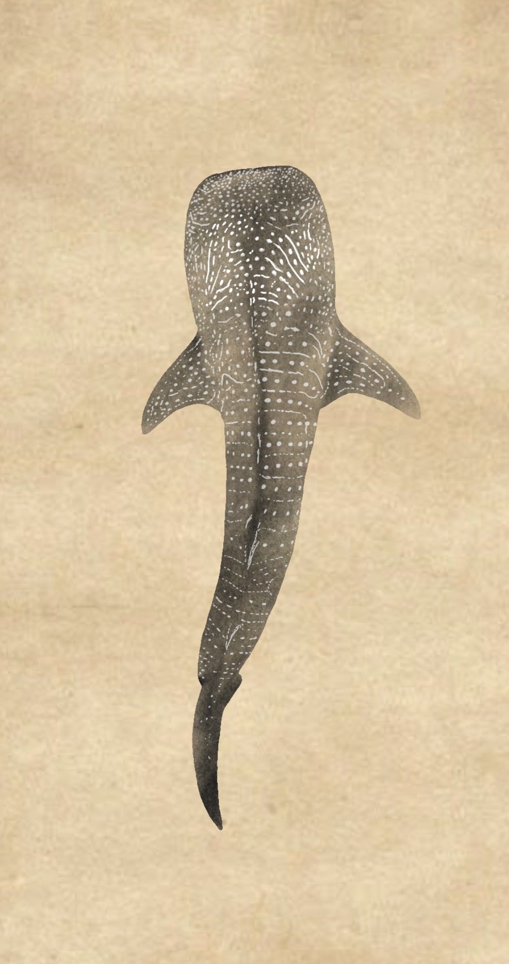 Illustration eines ausgestanzten Scherenschnitts eines Fraseraurus, einer ausgestorbenen Meeresraubtierart, auf hellbraunem Hintergrund.