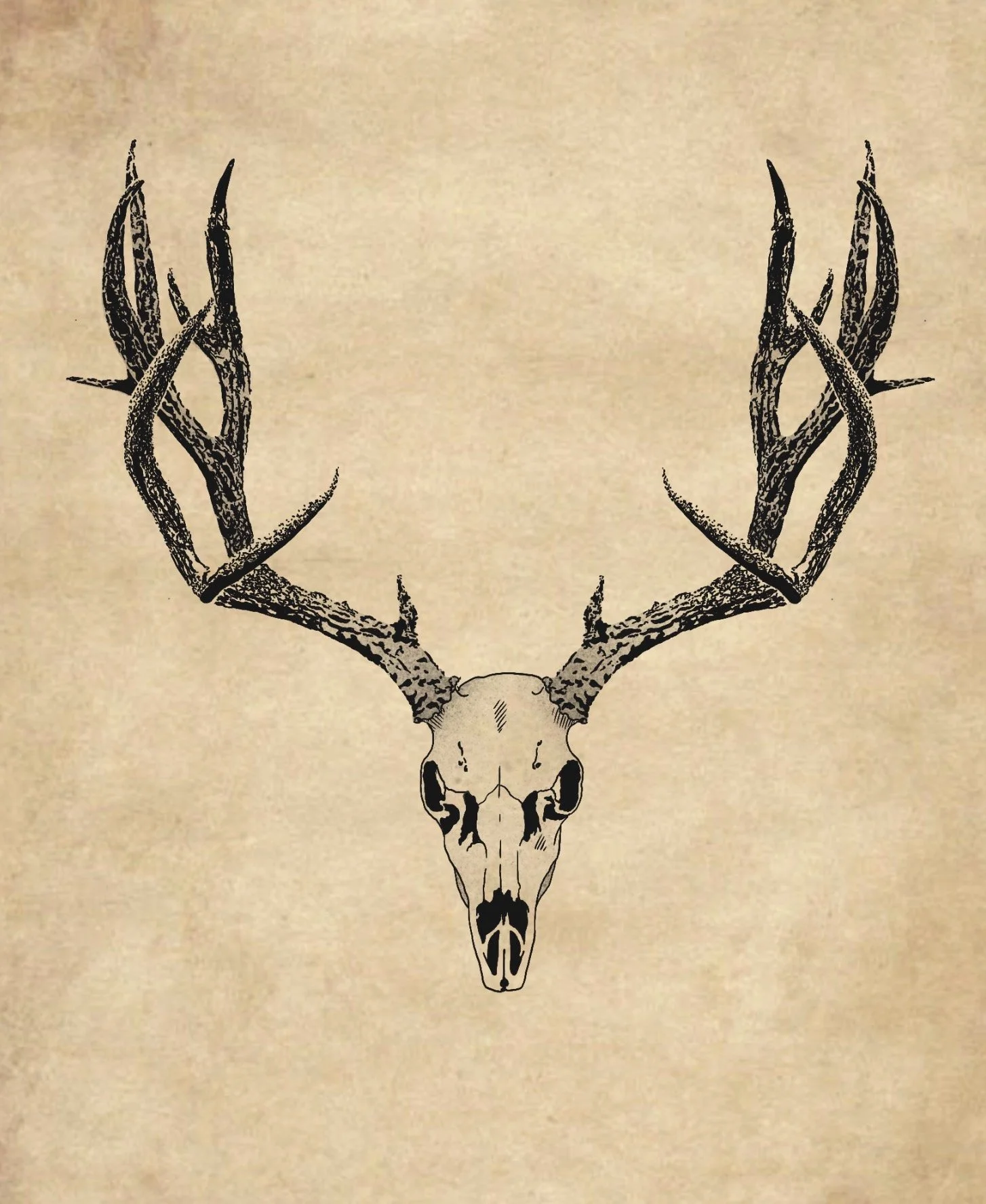 Illustration eines Tieres mit Geweih, wahrscheinlich ein Hirsch, auf beigefarbenem Hintergrund.