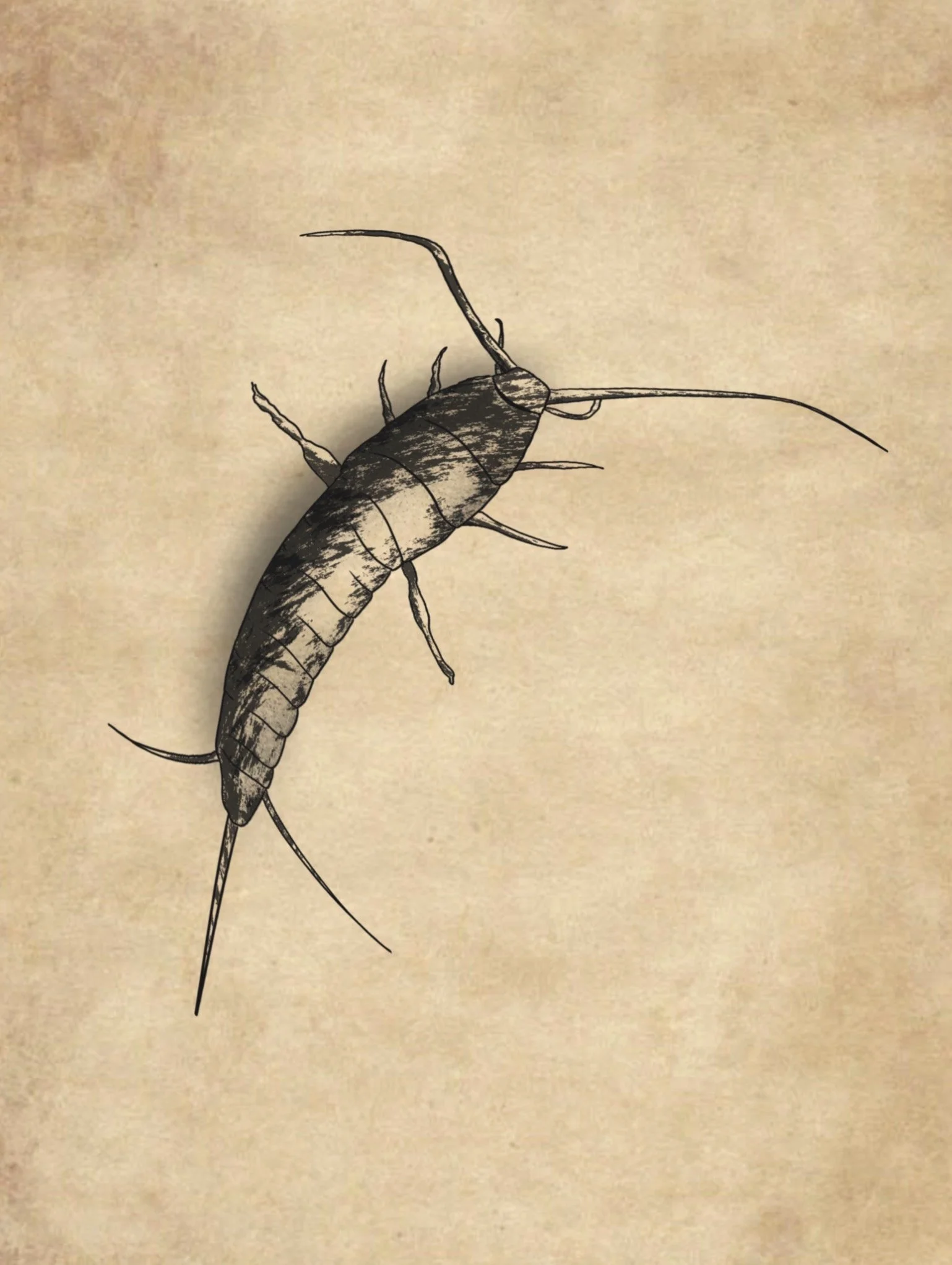 Schwarz-weiße Illustration einer Insektenart, vermutlich eine Flohart, auf einer beige Hintergrundseite.