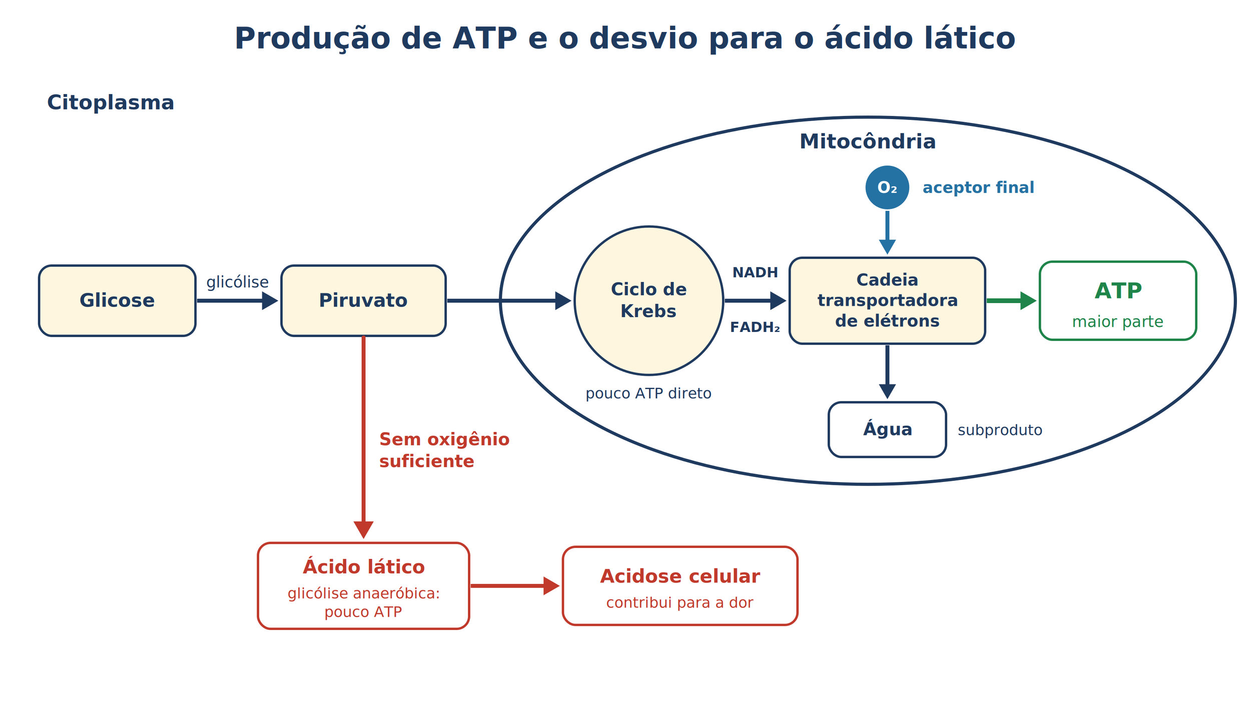 8_Producao_de_ATP_e_acido_latico.png
