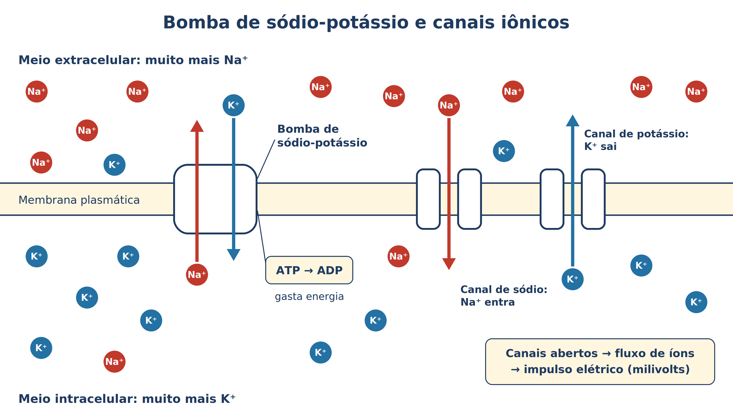 1_Bomba_de_sodio_potassio.png