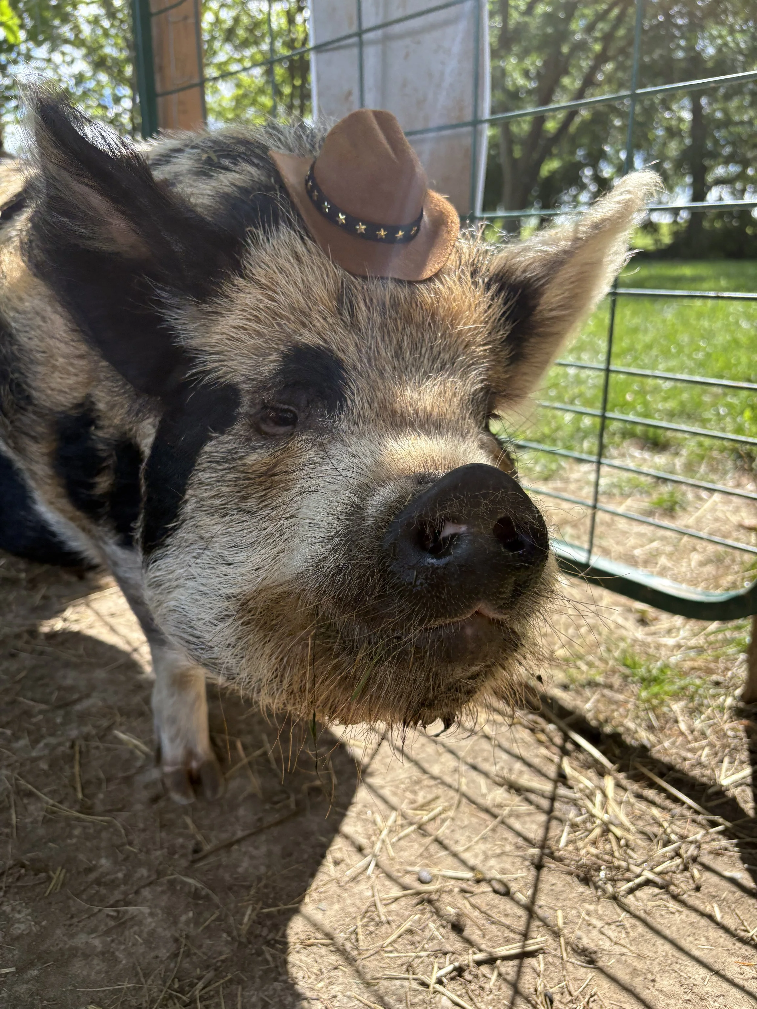 A pig wearing a small cowboy hat with star patterns, standing inside a fenced outdoor area with trees and grass in the background.