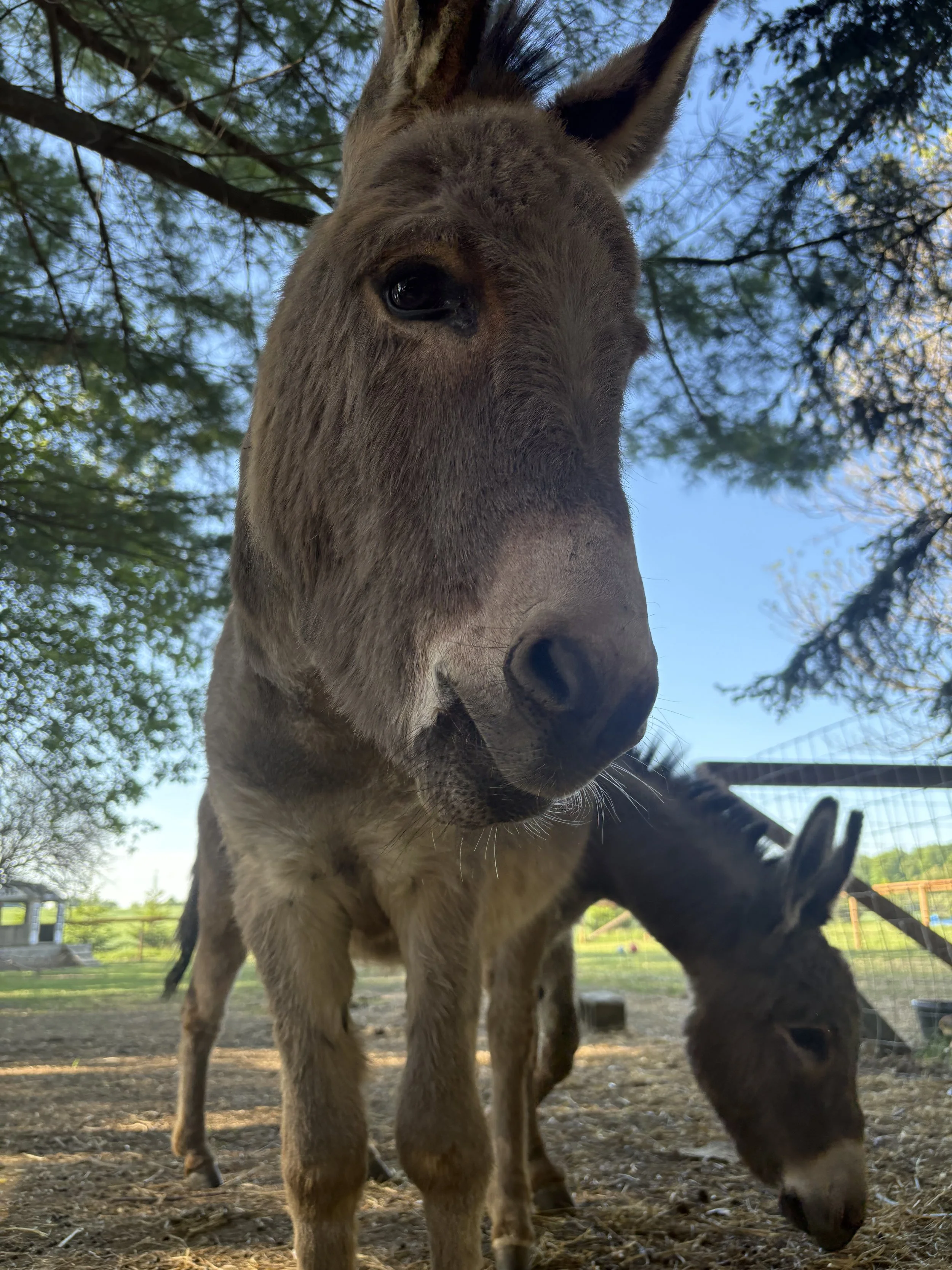 Close-up of a young deer or elk with large eyes, standing on dirt with trees and a fence in the background.