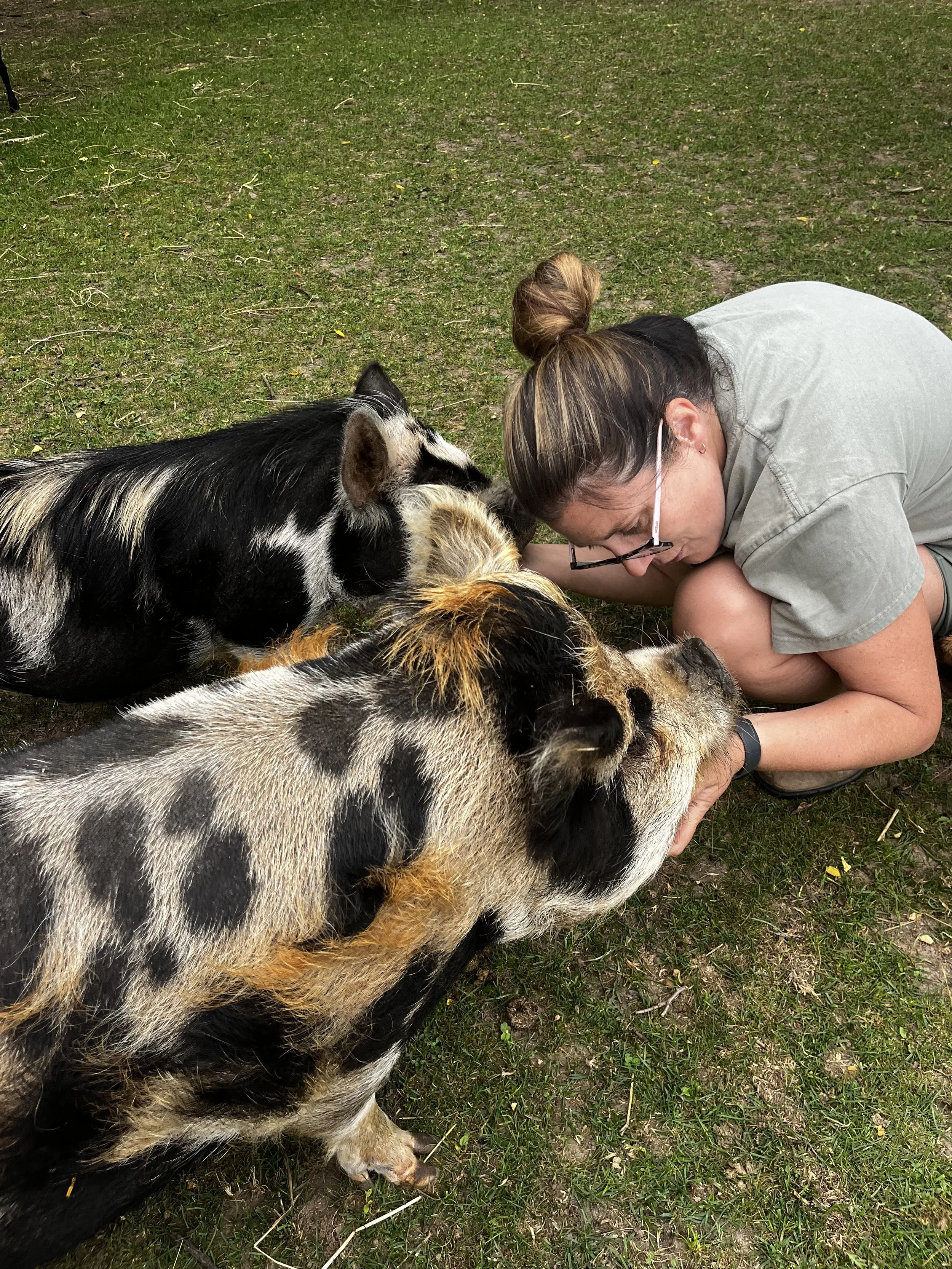 A woman with glasses and brown hair tied in a bun is crouching on the grass and interacting with a group of piglets. The piglets are black with white markings and are gathered closely around her, some with their heads near her face.