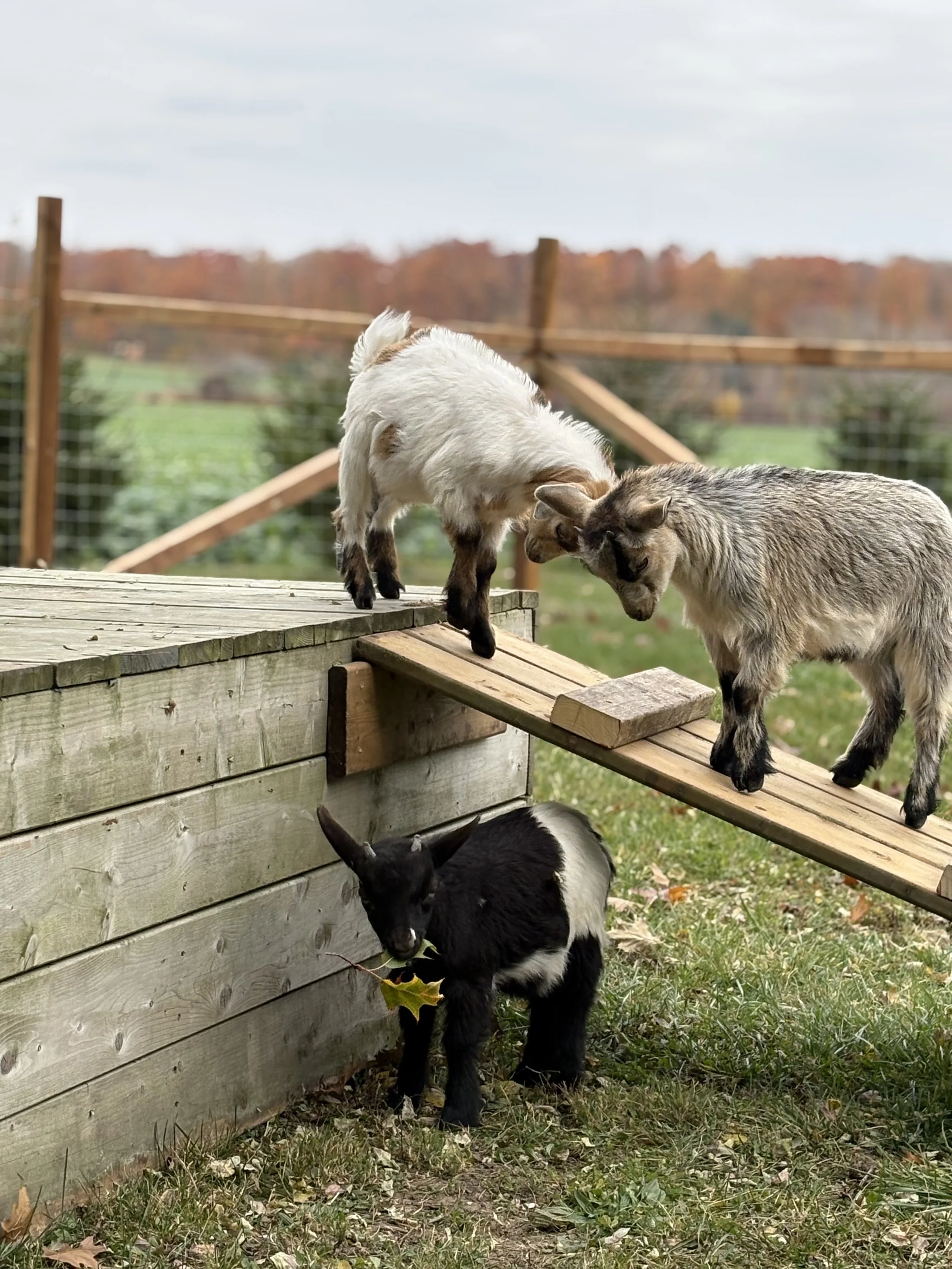 Three goats, one white and gray on a wooden ramp, one black and white below, and one black and white with a leaf in its mouth beneath a wooden fence during daytime.