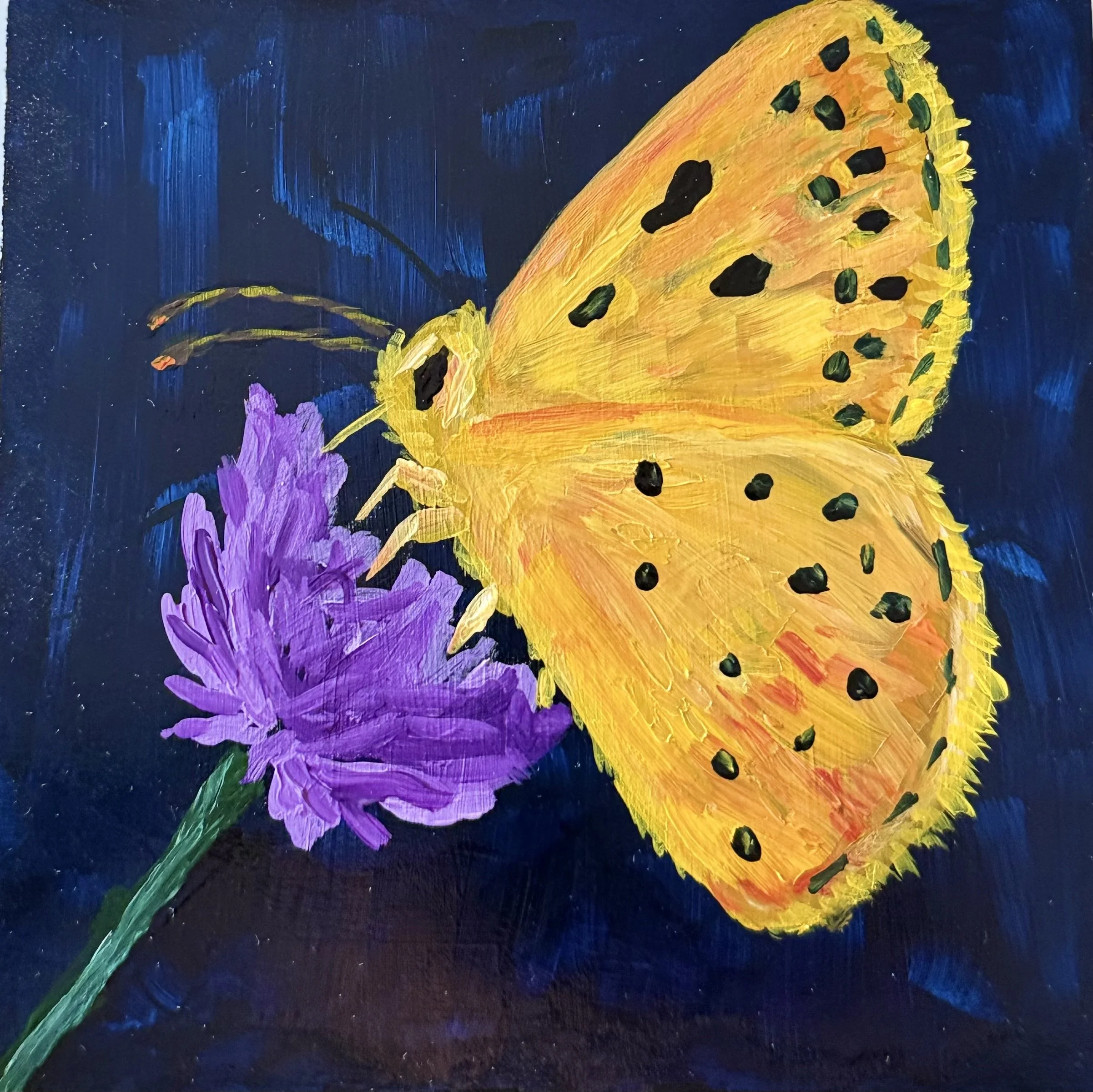 Butterfly