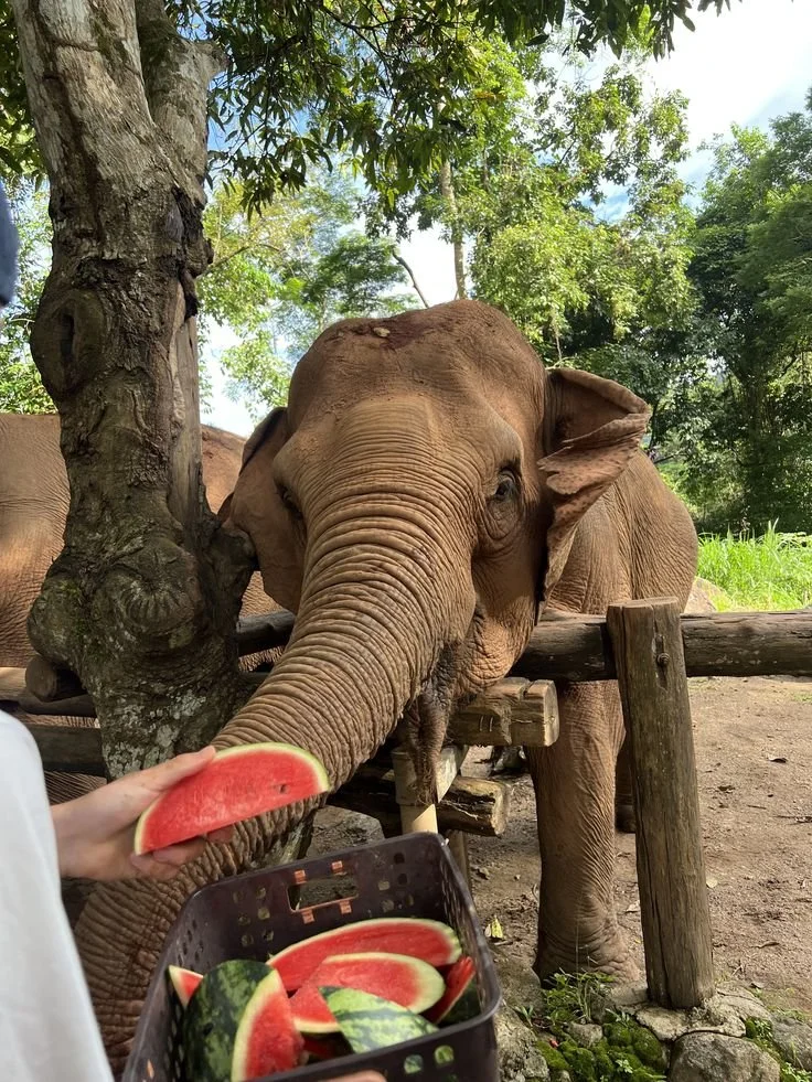 An elephant reaching out with its trunk to take a slice of watermelon held by a person. The person is holding a basket of watermelon slices. The setting is outdoors with trees and a wooden fence in the background.