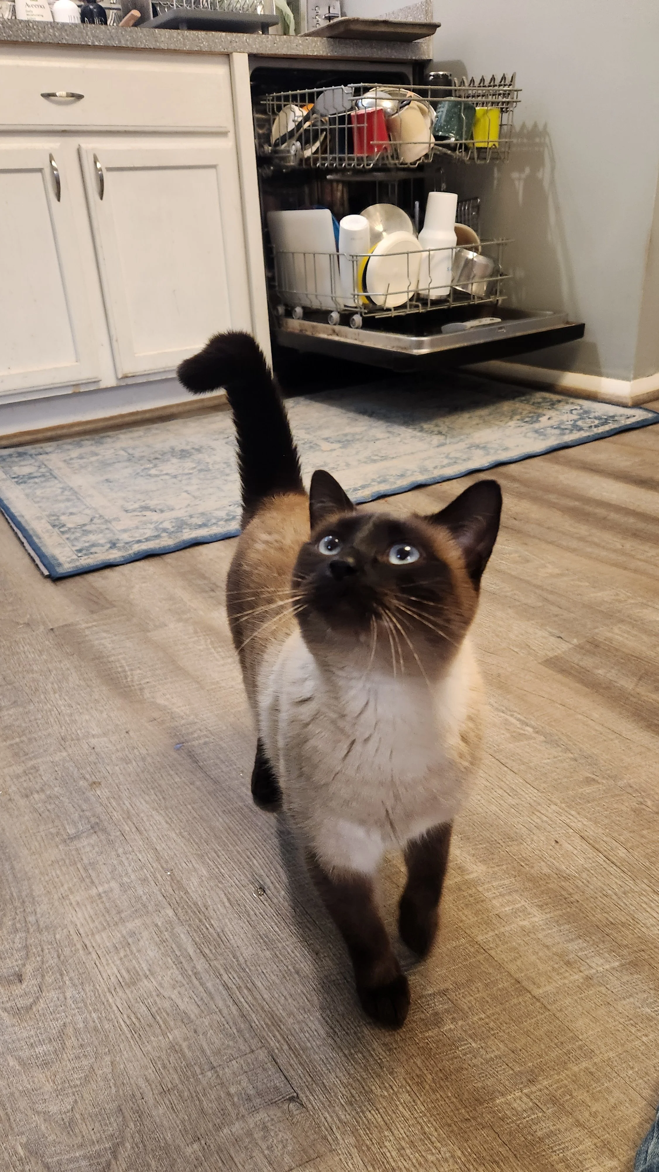 Super Sasha: A Siamese cat with a cream-colored body and dark brown face, ears, paws, and tail walking on a wooden floor, looking up with blue eyes.