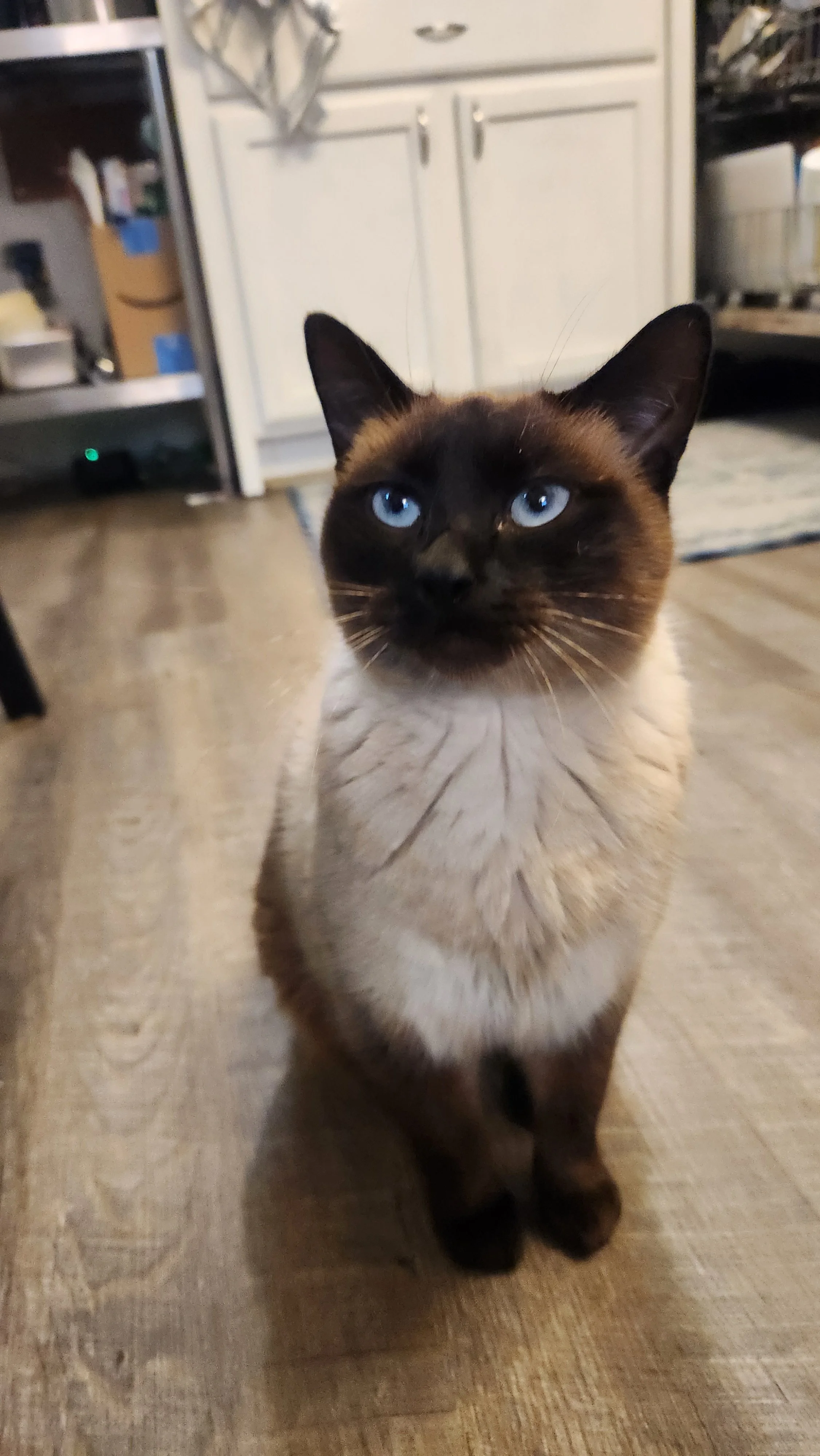 Super Sasha: A Siamese cat with blue eyes standing on a wooden floor, in a home kitchen environment.