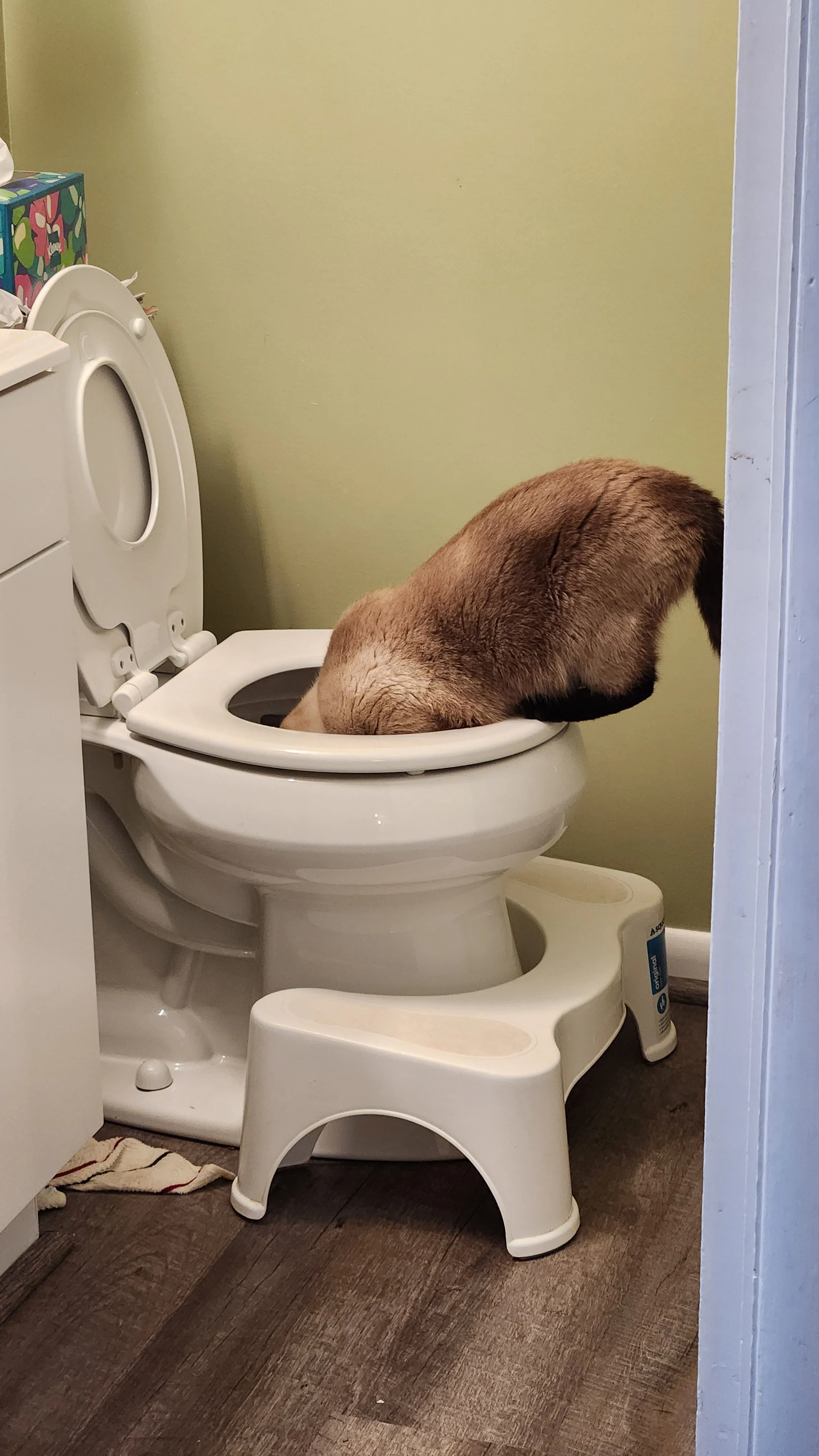 Sasha with her head in the toilet