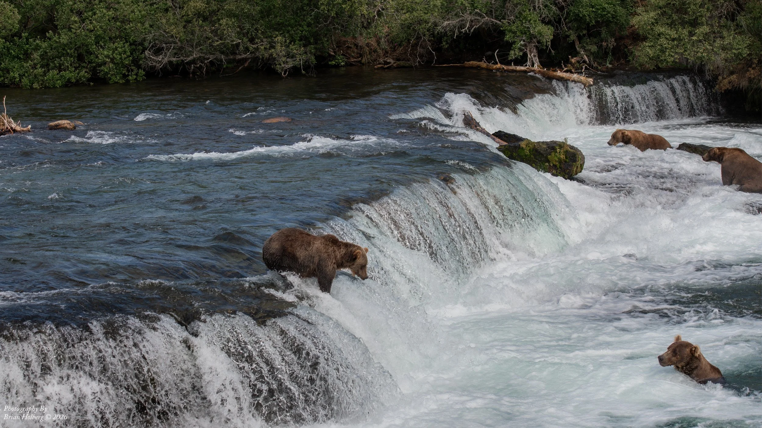 Grizzly bears in a river with a small waterfall, surrounded by dense green trees.