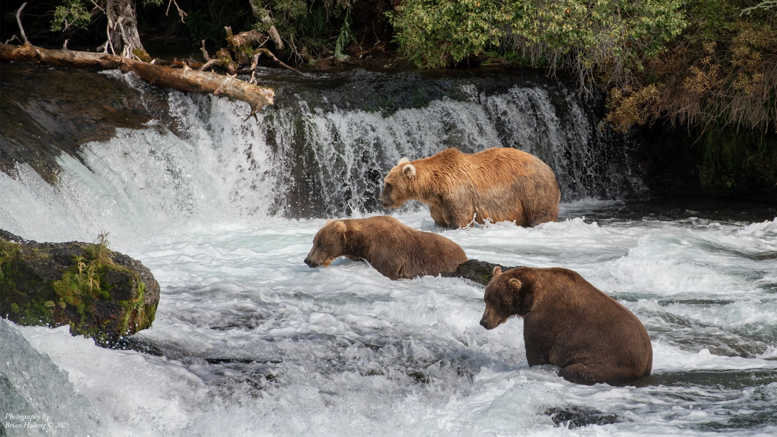 Three brown bears in a river with a small waterfall surrounded by greenery and rocks.