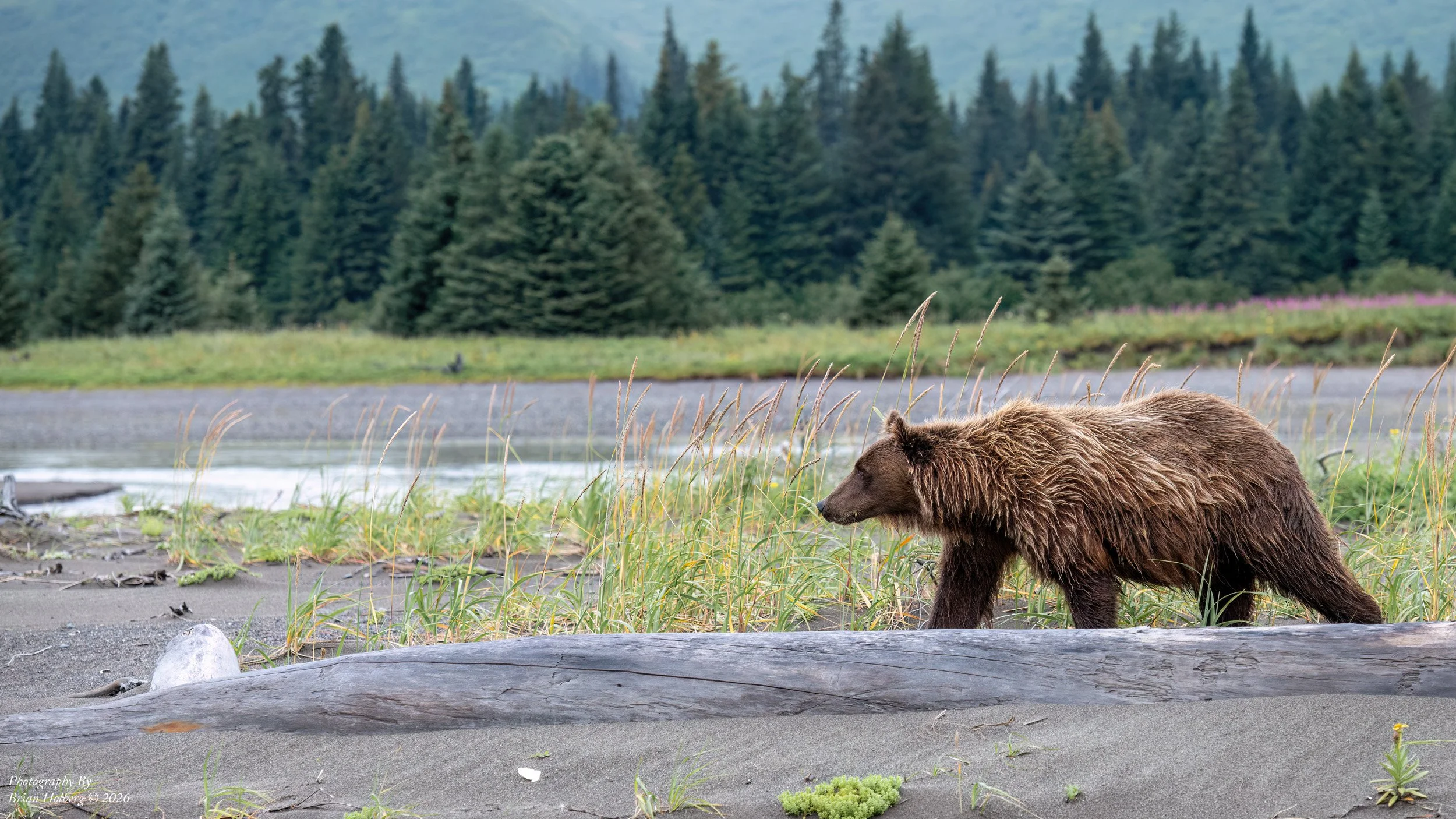 A brown bear walking near a riverbank with a forest and mountain in the background.