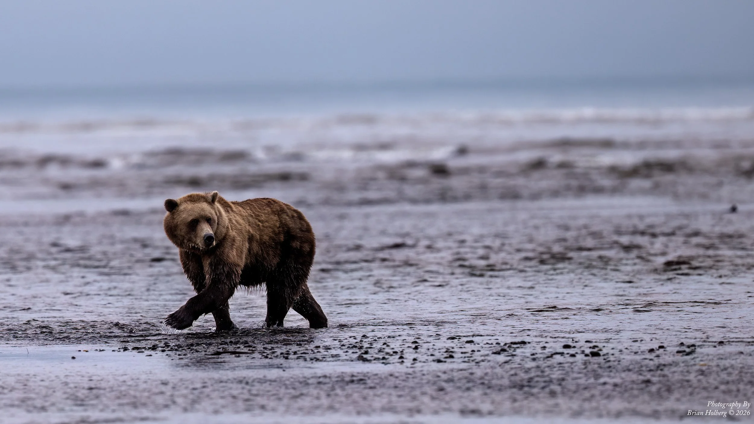 A bear walking through a shallow body of water with a vast, open landscape and cloudy sky in the background.