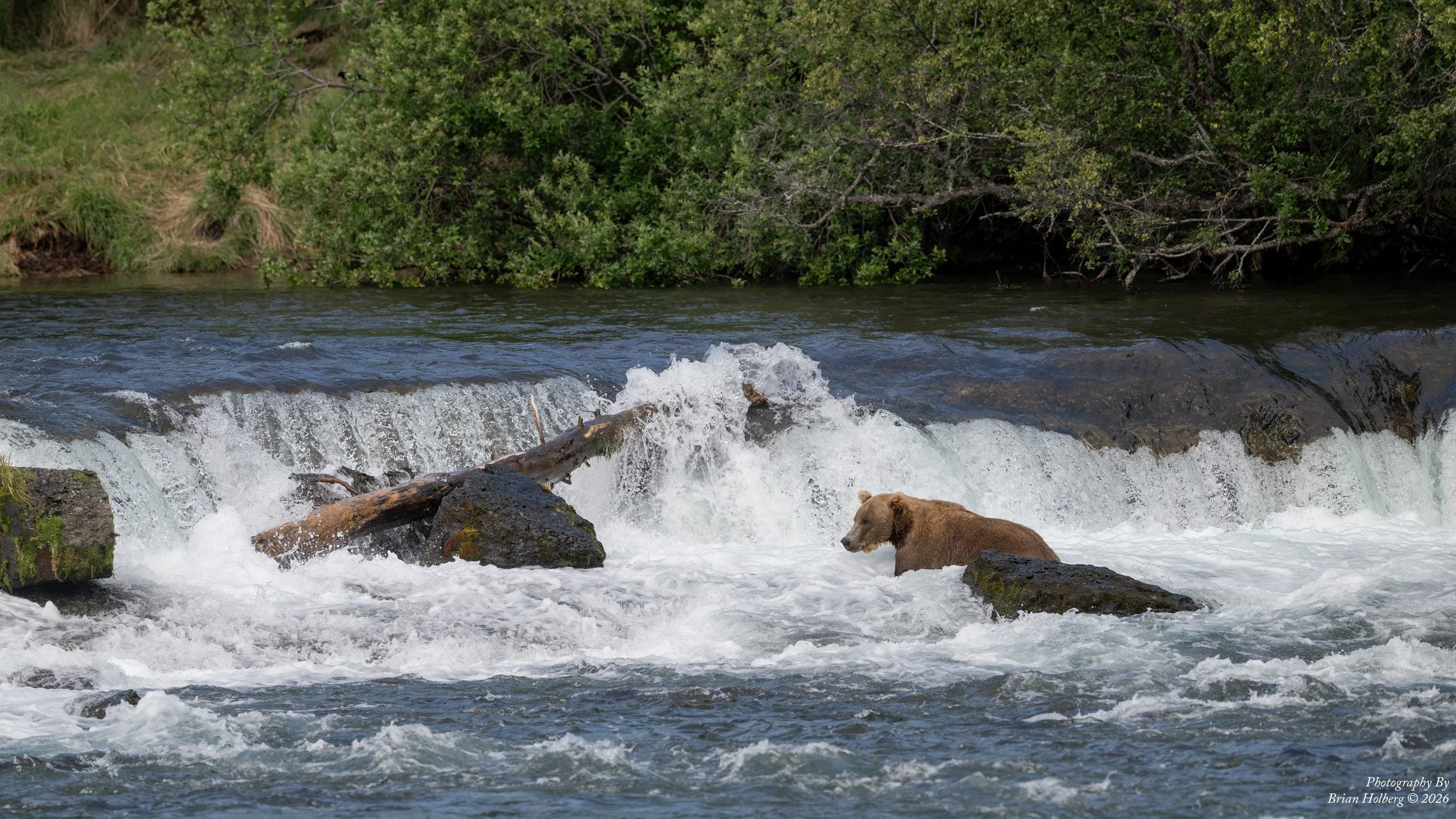 A brown bear standing in a river with rushing water, surrounded by rocks and lush green trees in the background.