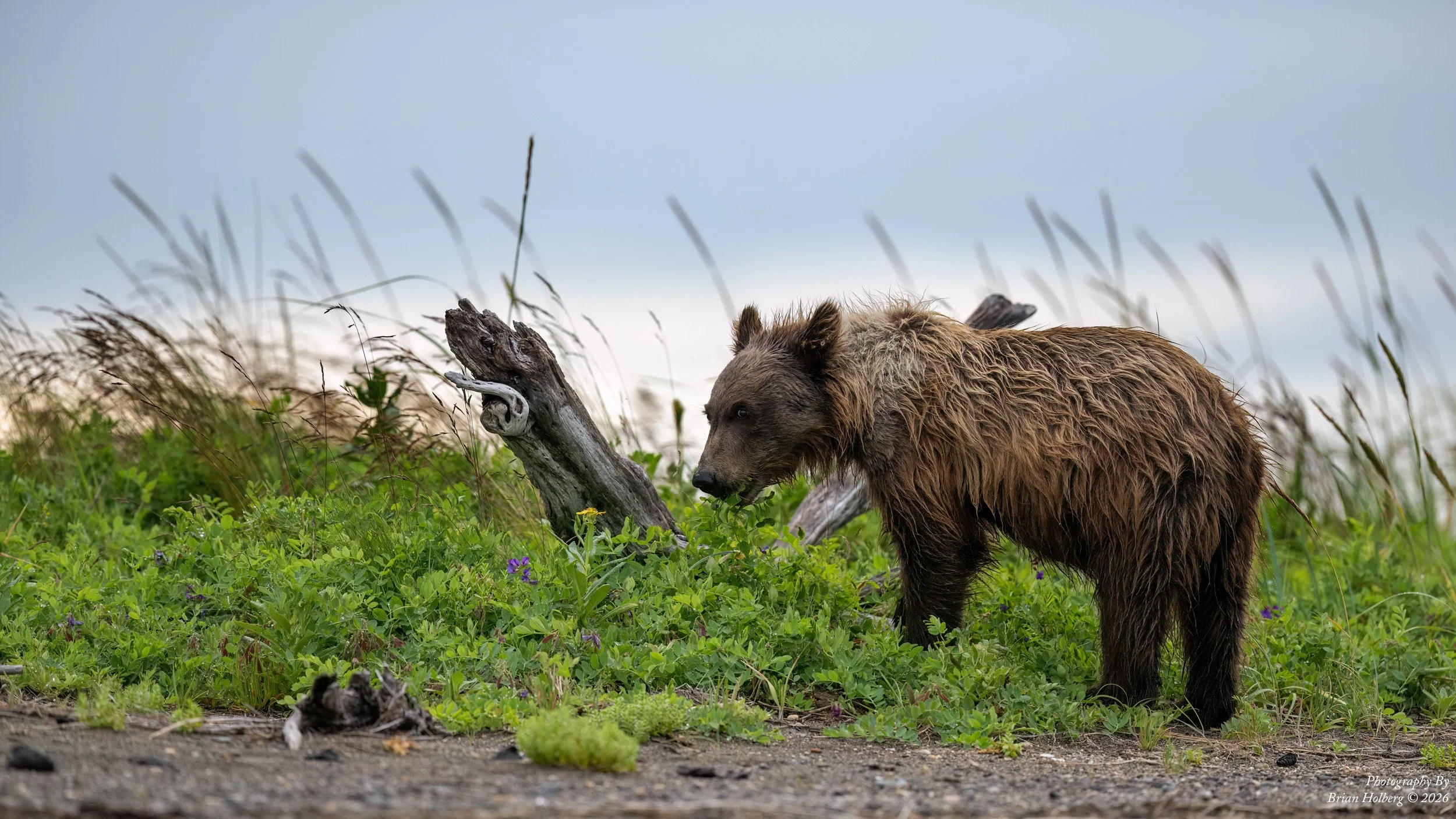 A wet brown bear walking through green grass with purple flowers, next to a fallen log and dried branches under a cloudy sky.