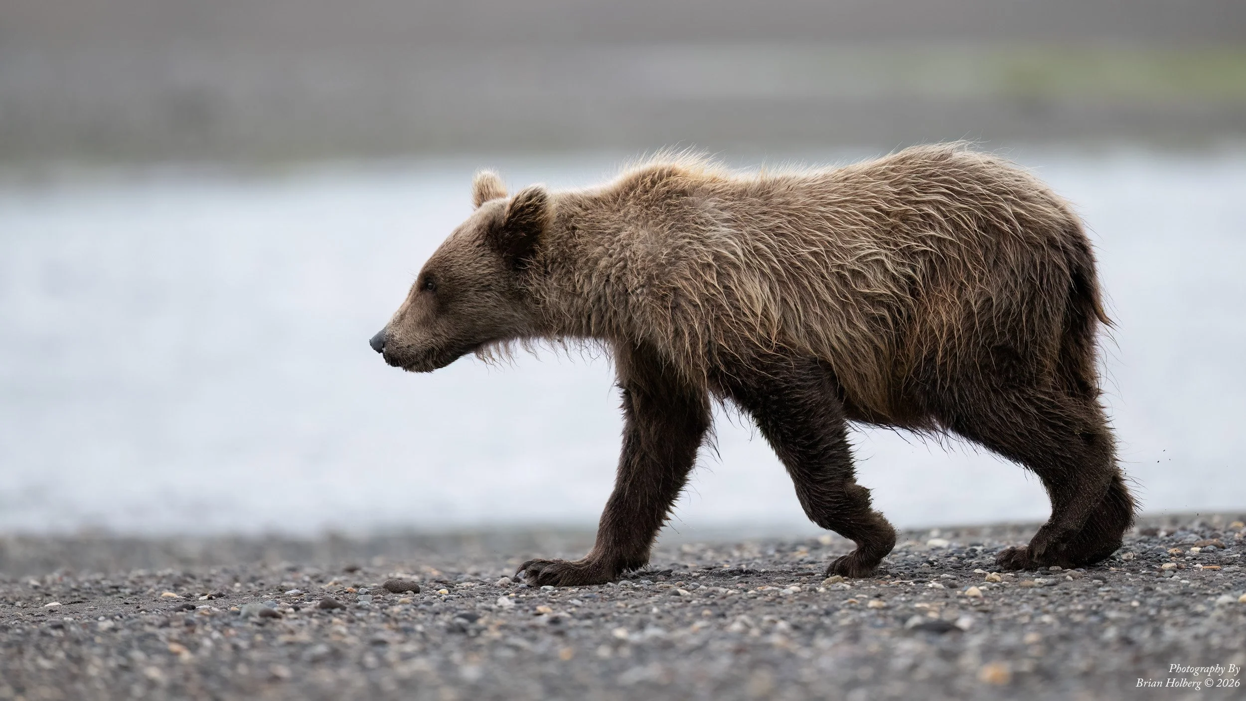 A brown bear walking on a rocky shoreline with a blurred body of water in the background.