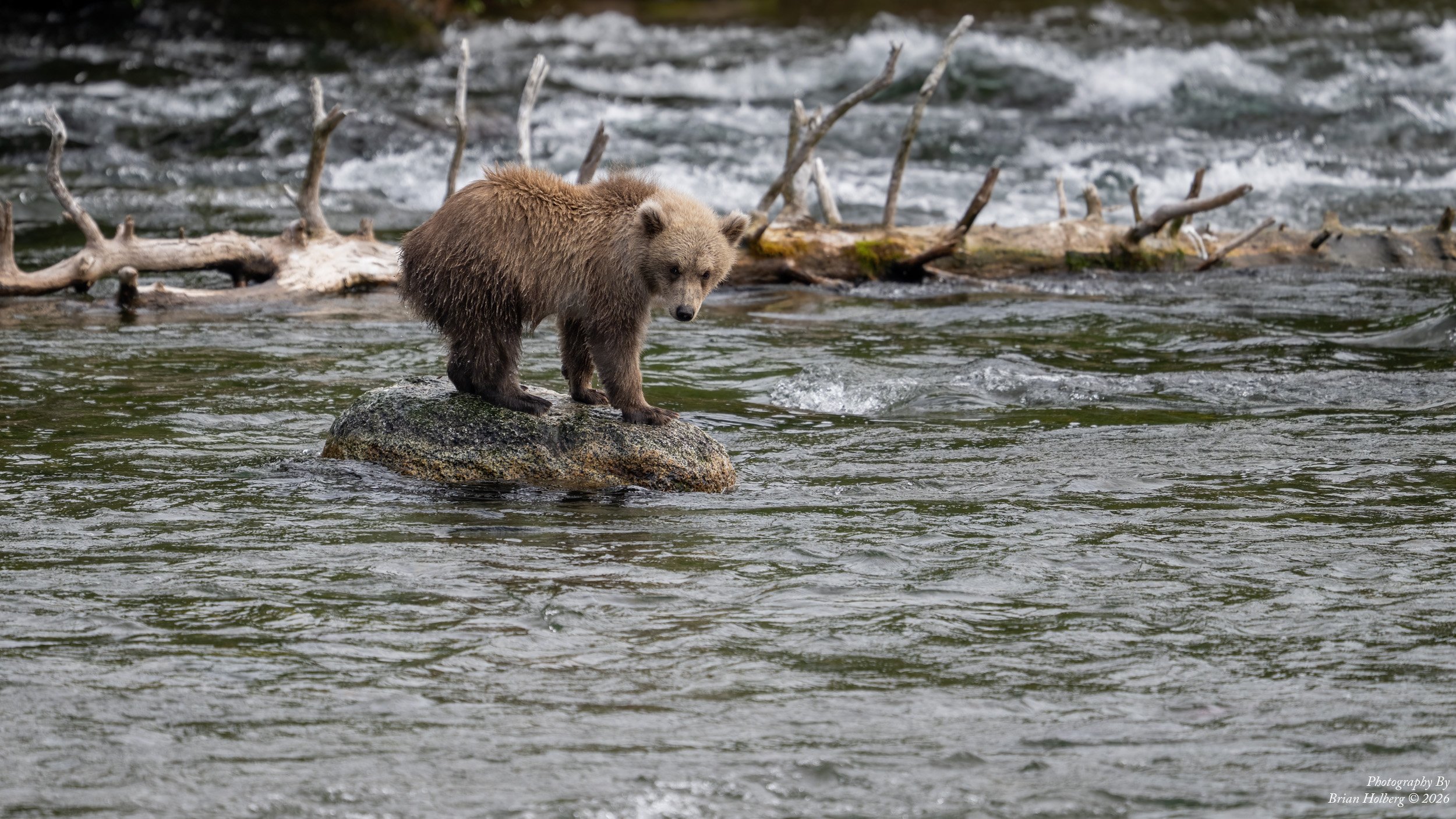 A bear standing on a rock in a river, looking towards the camera.