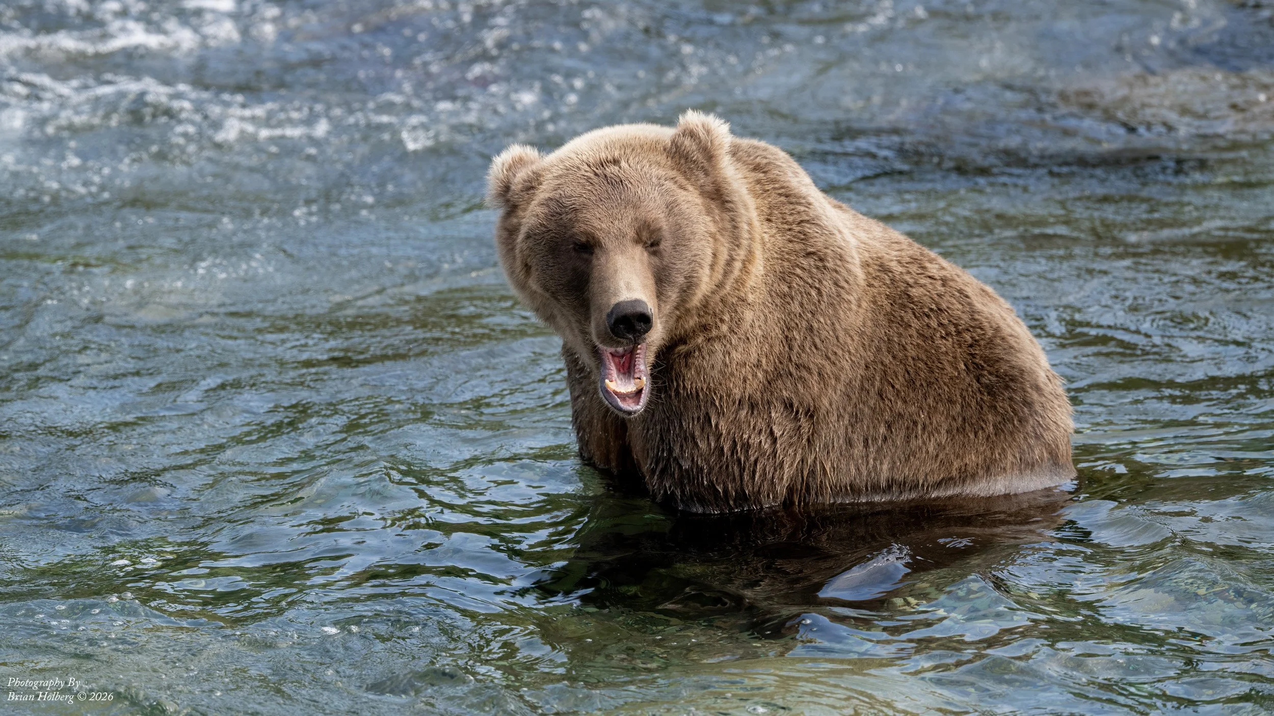 A bear standing in a river with water splashing around, mouth open.