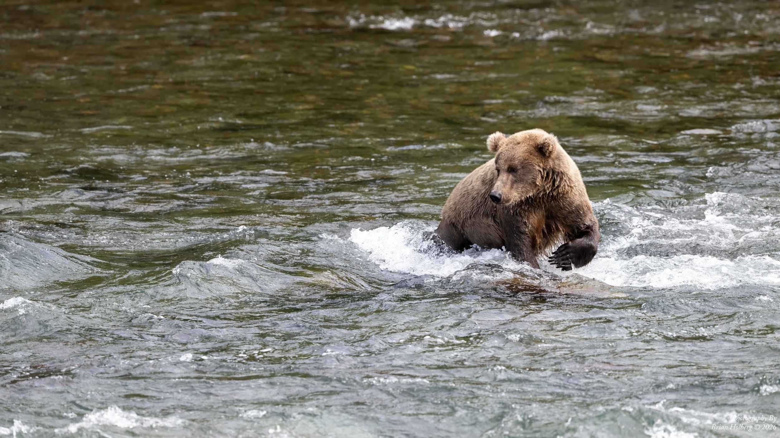 A brown bear wading in a river with flowing water.