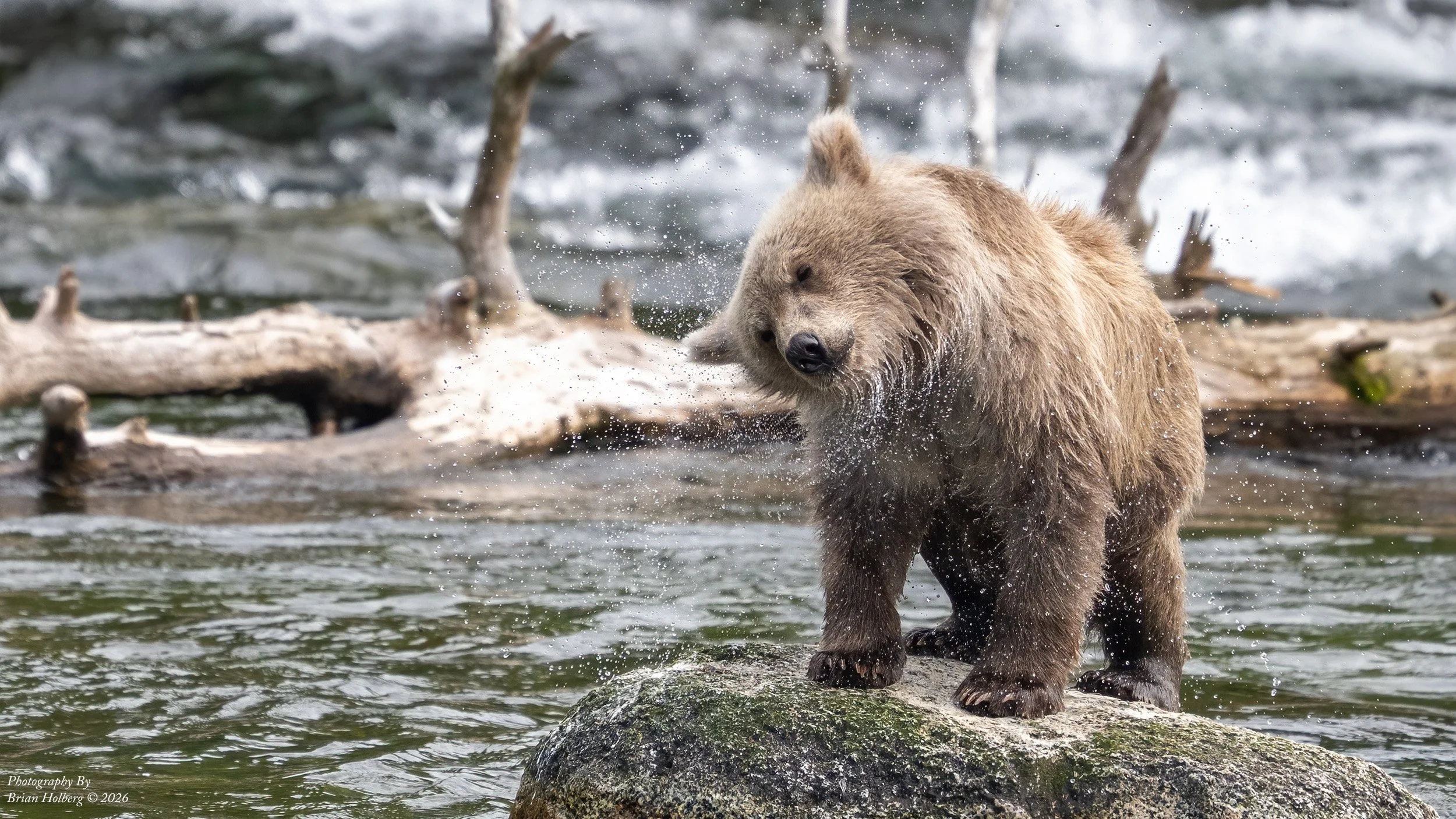 A brown bear standing on a rock in a river, splashing water with its front paws.
