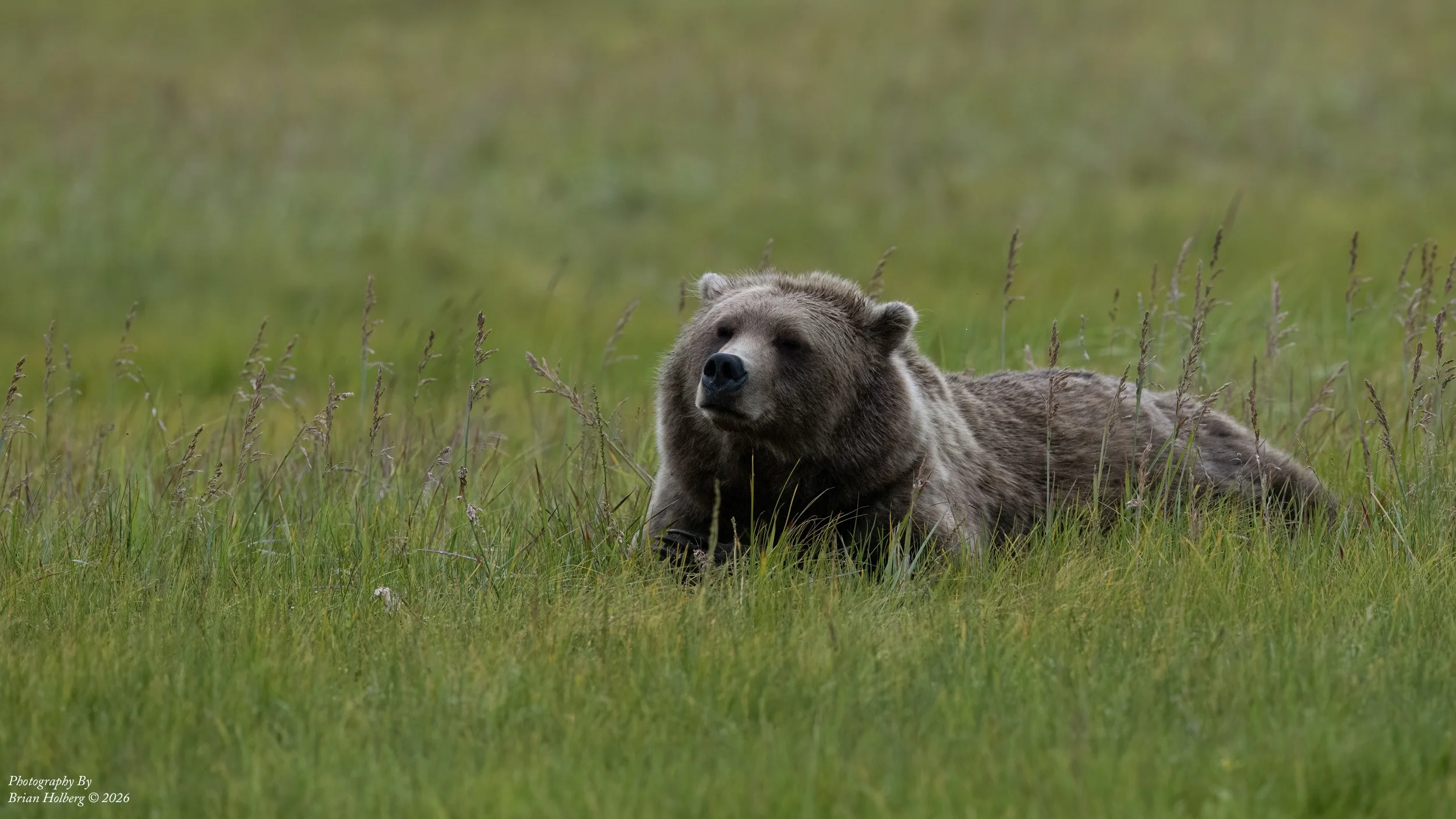 A bear lying in green grass in a field.