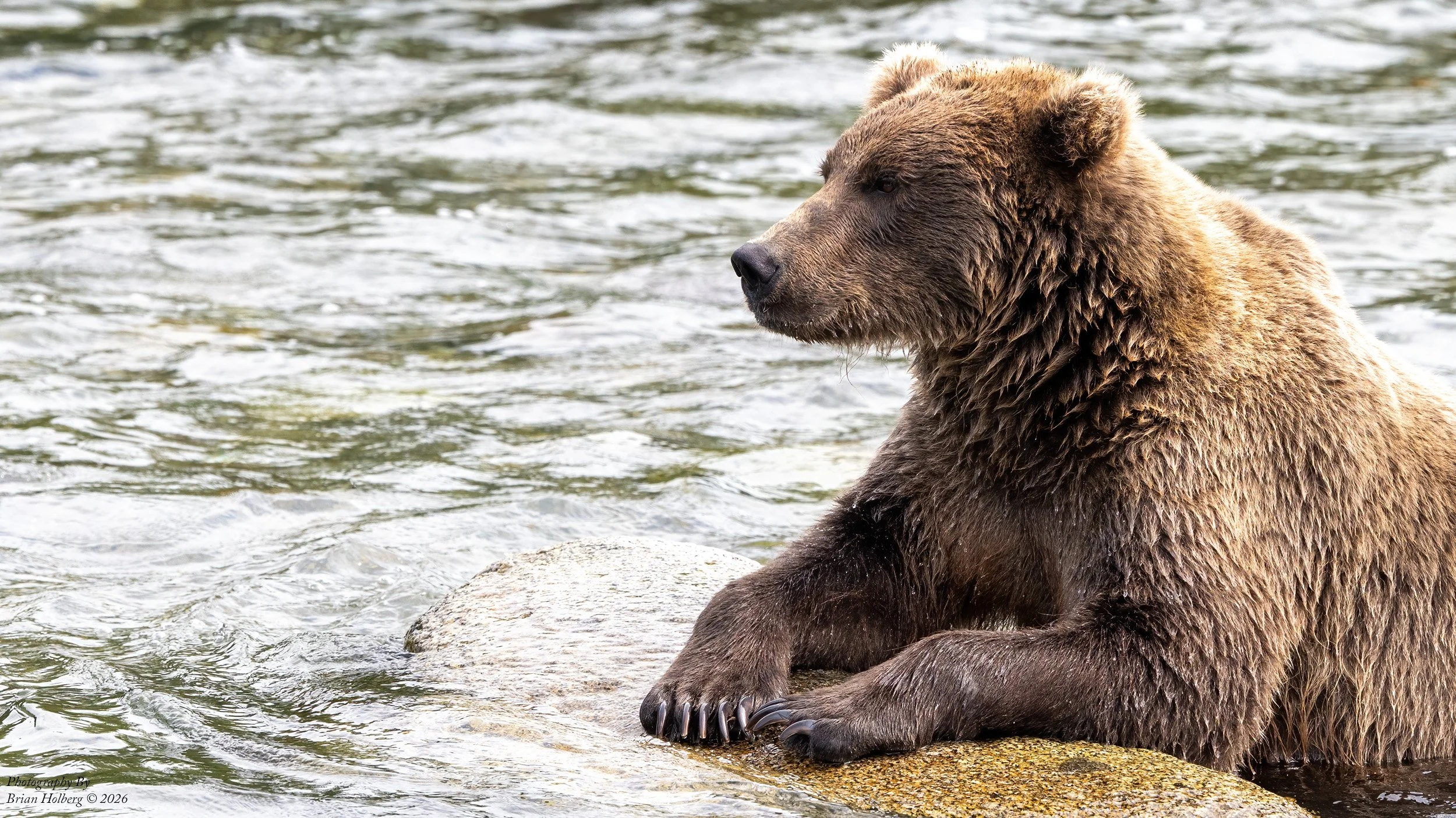 A brown bear sitting on a rock by a river.